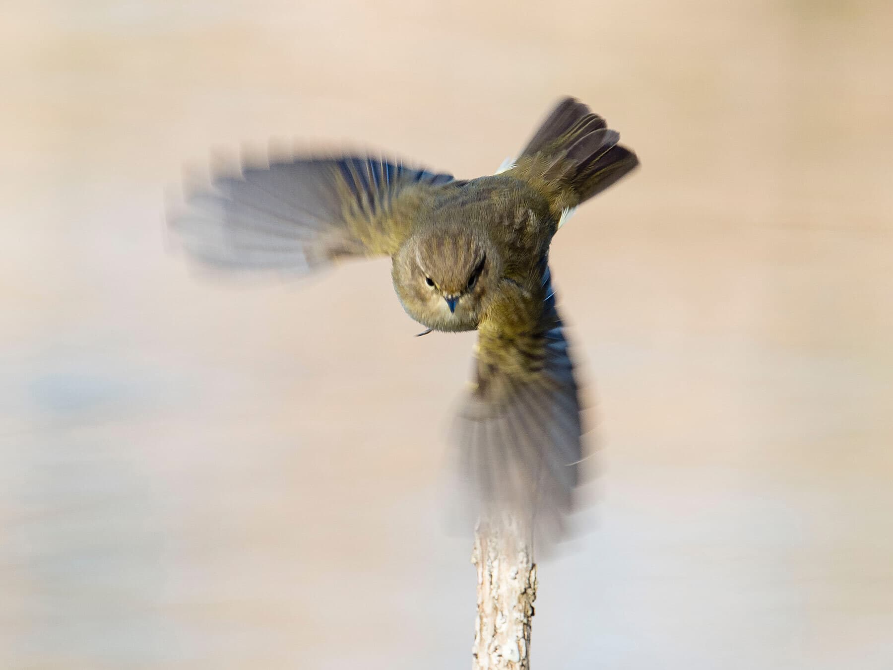Chiffchaff in flight