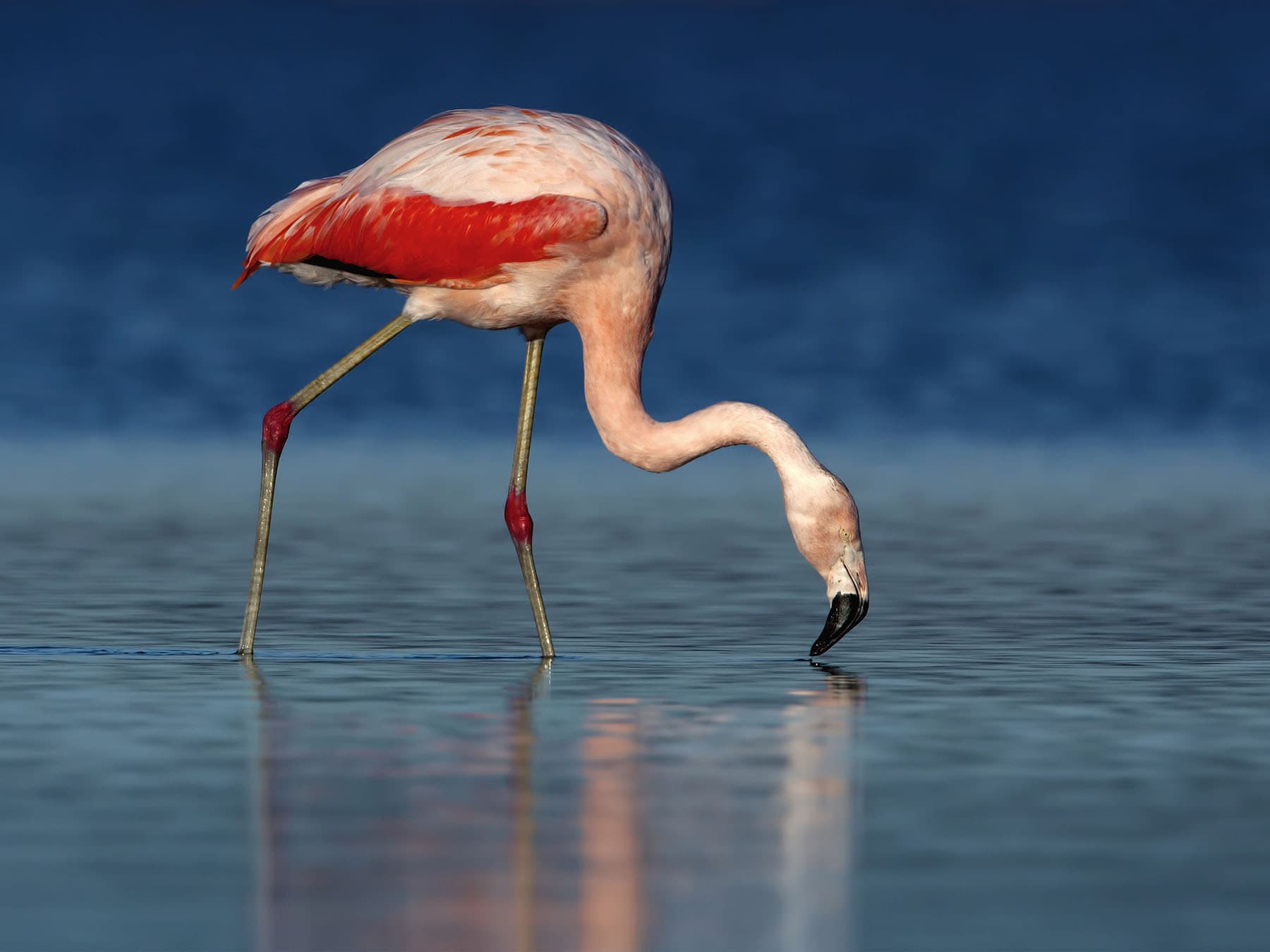 Chilean flamingo foraging
