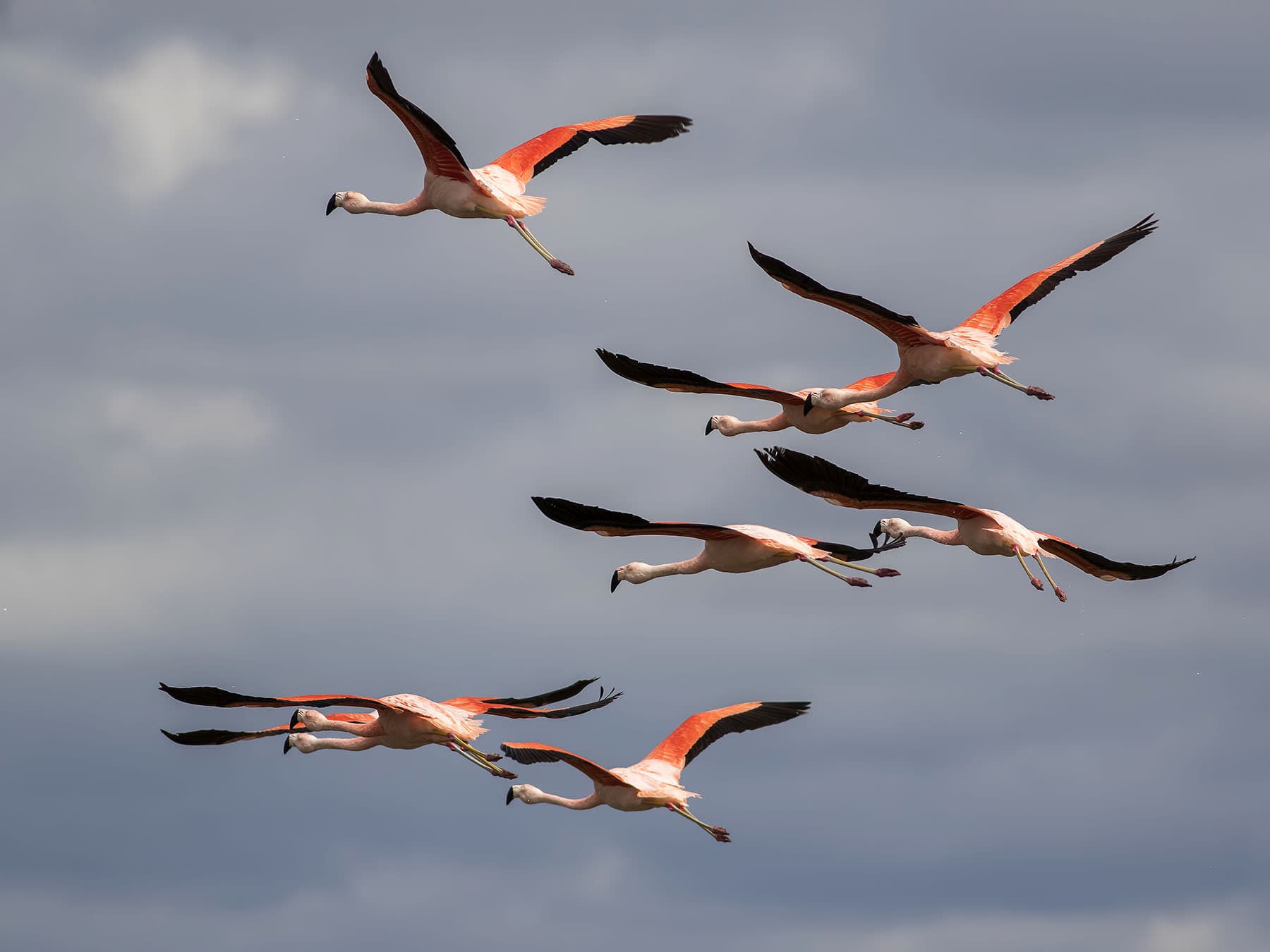 Chilean flamingos in flight