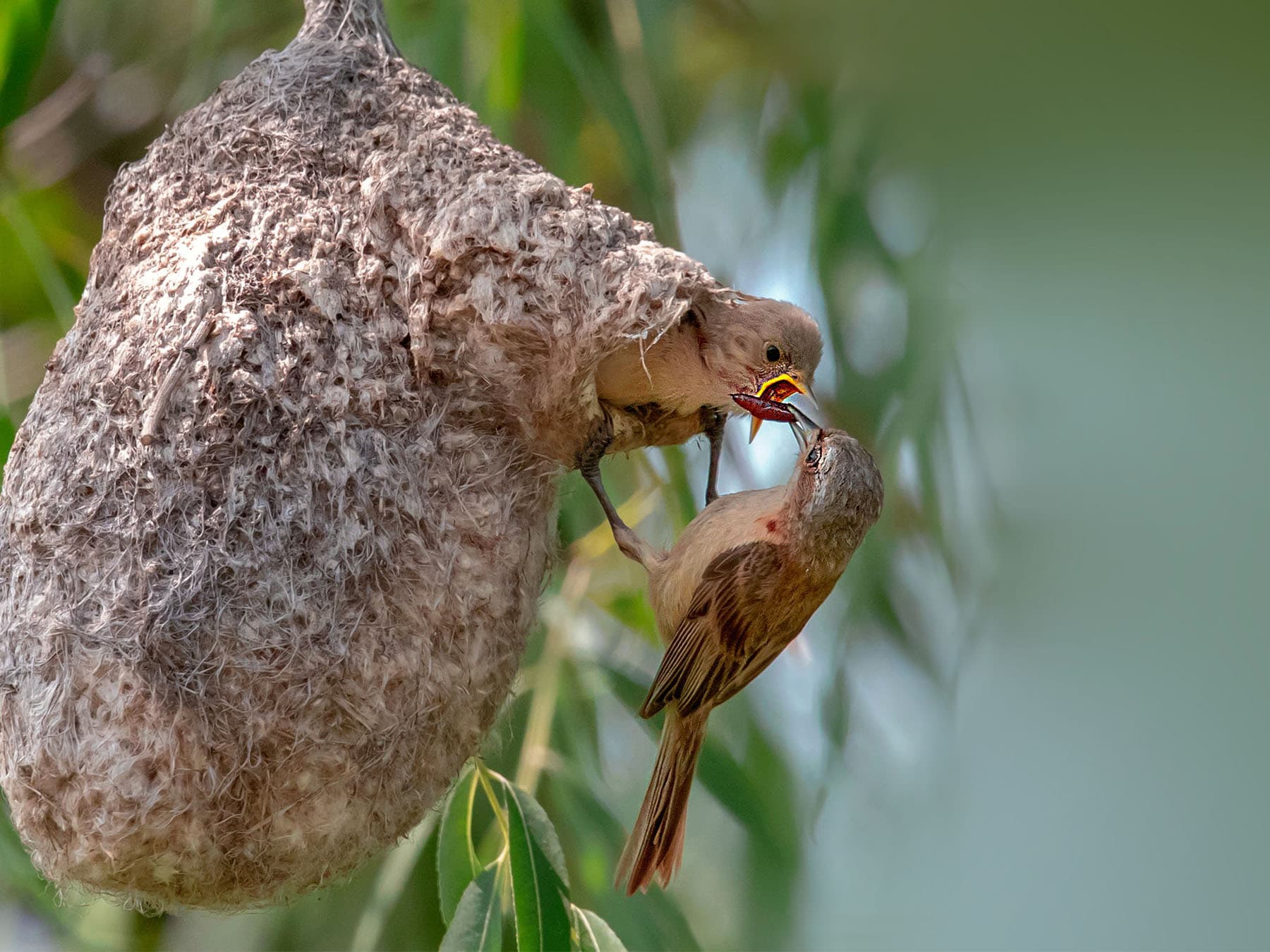 Chinese penduline tit feeding young at nest