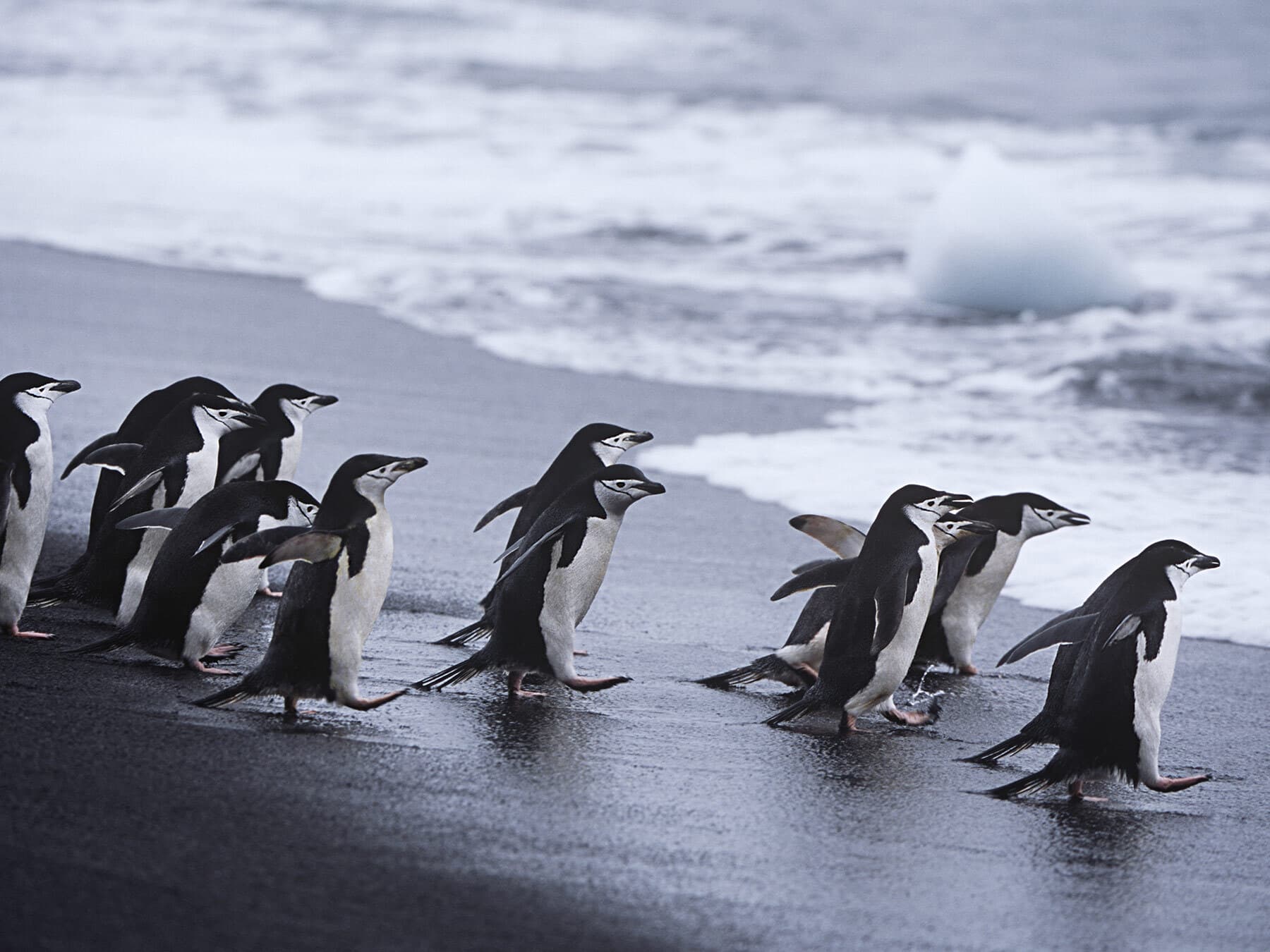 Chinstrap penguin colony