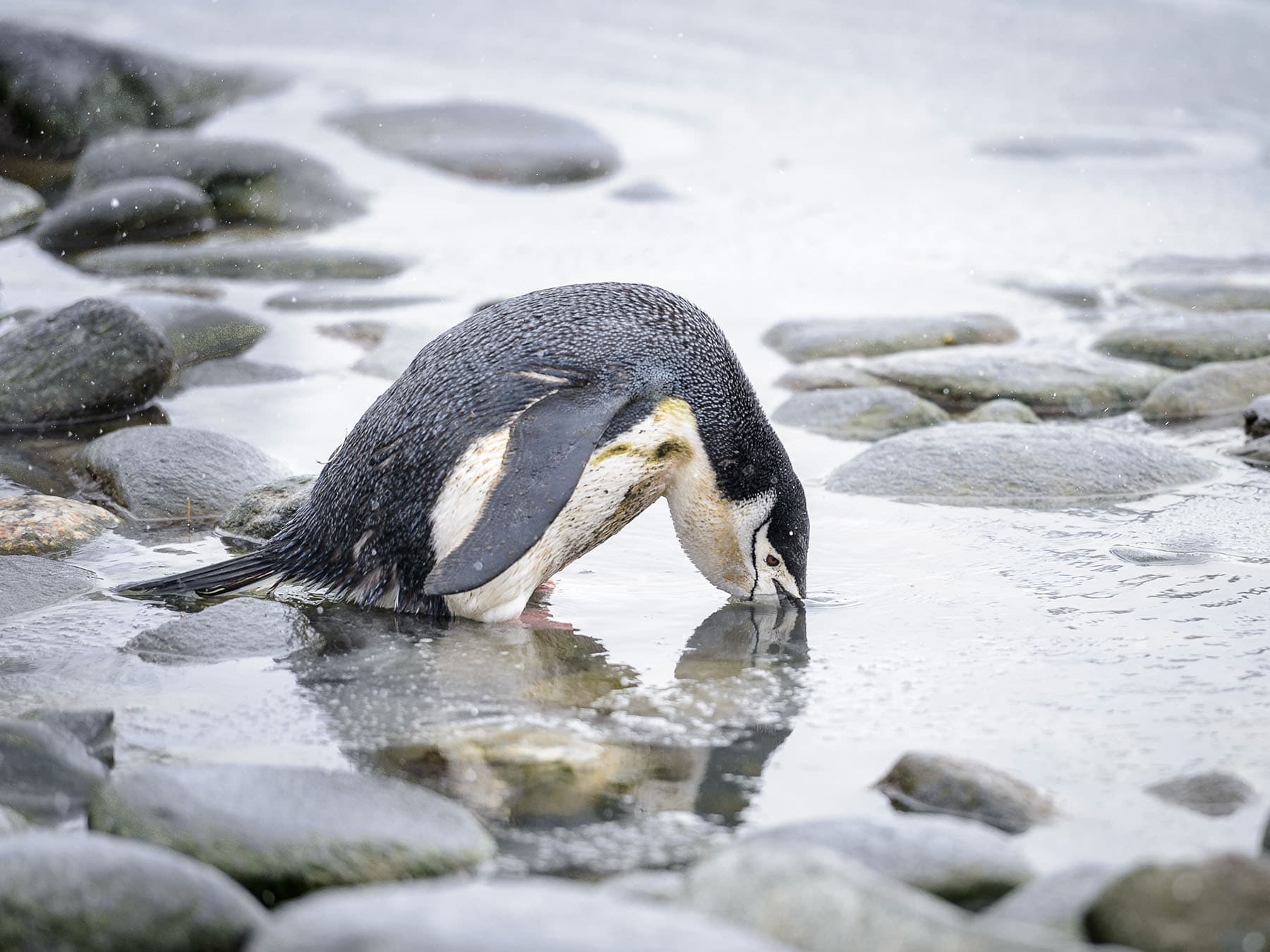 Chinstrap penguin fishing