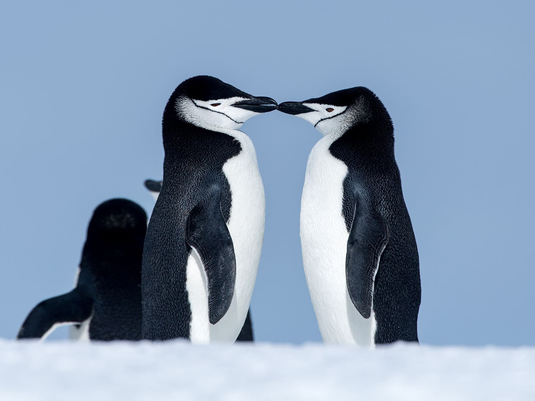 Chinstrap penguin pair