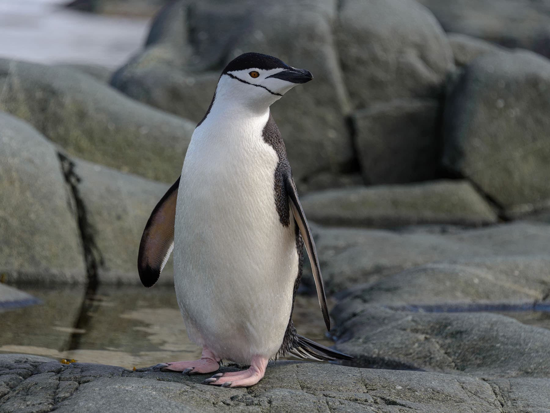 Chinstrap Penguin