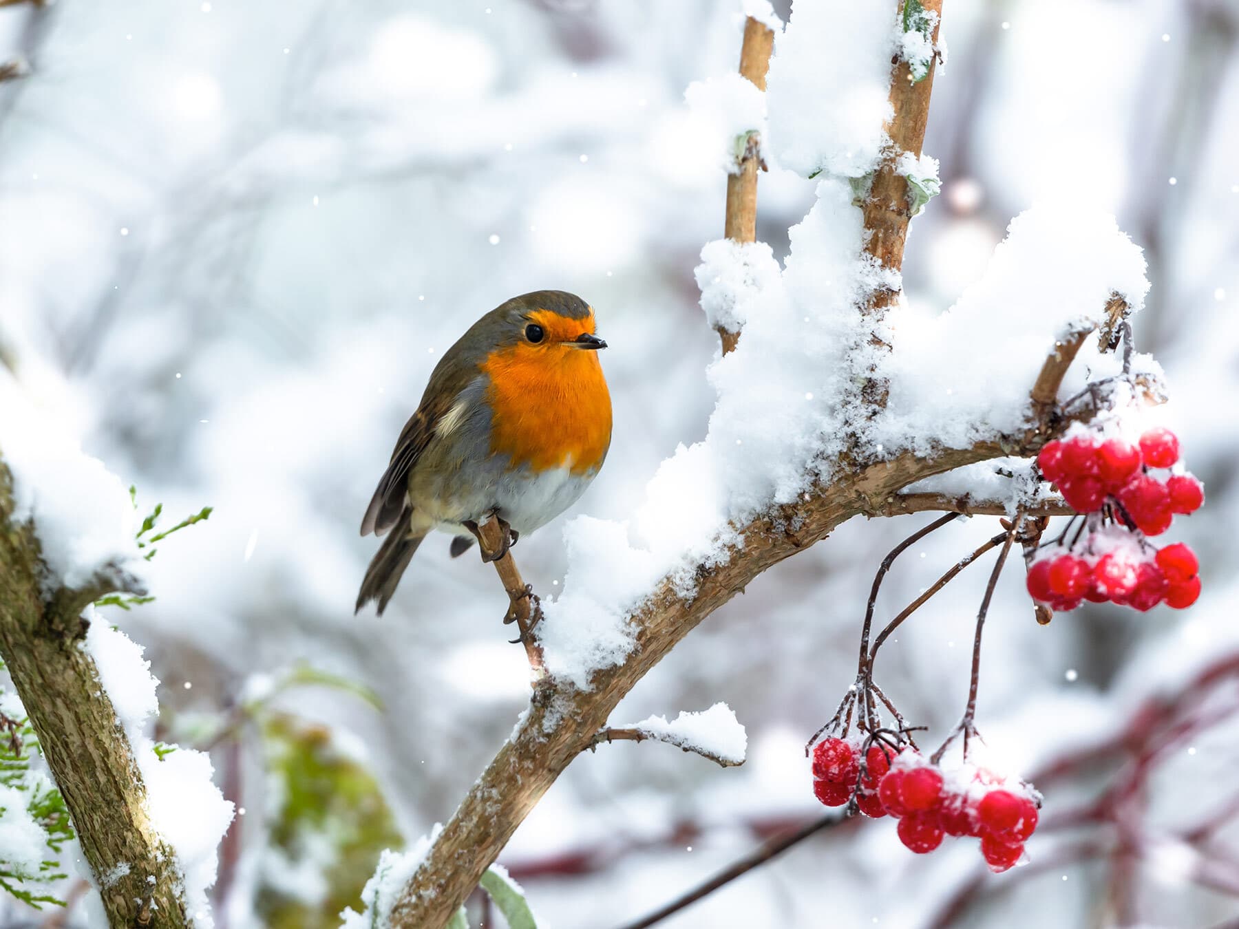 Christmas robin
