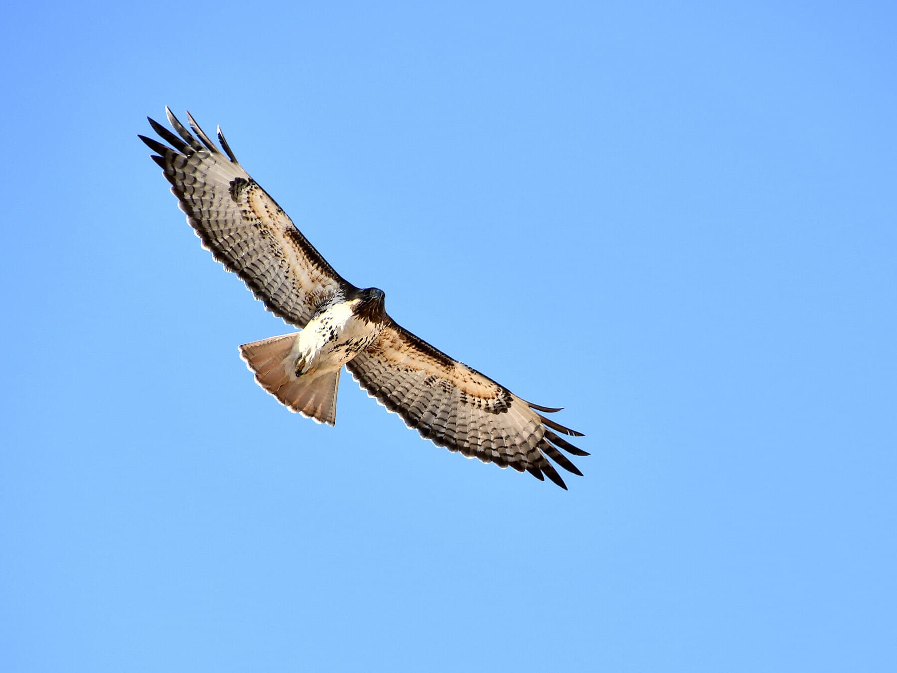 Circling red tailed hawk