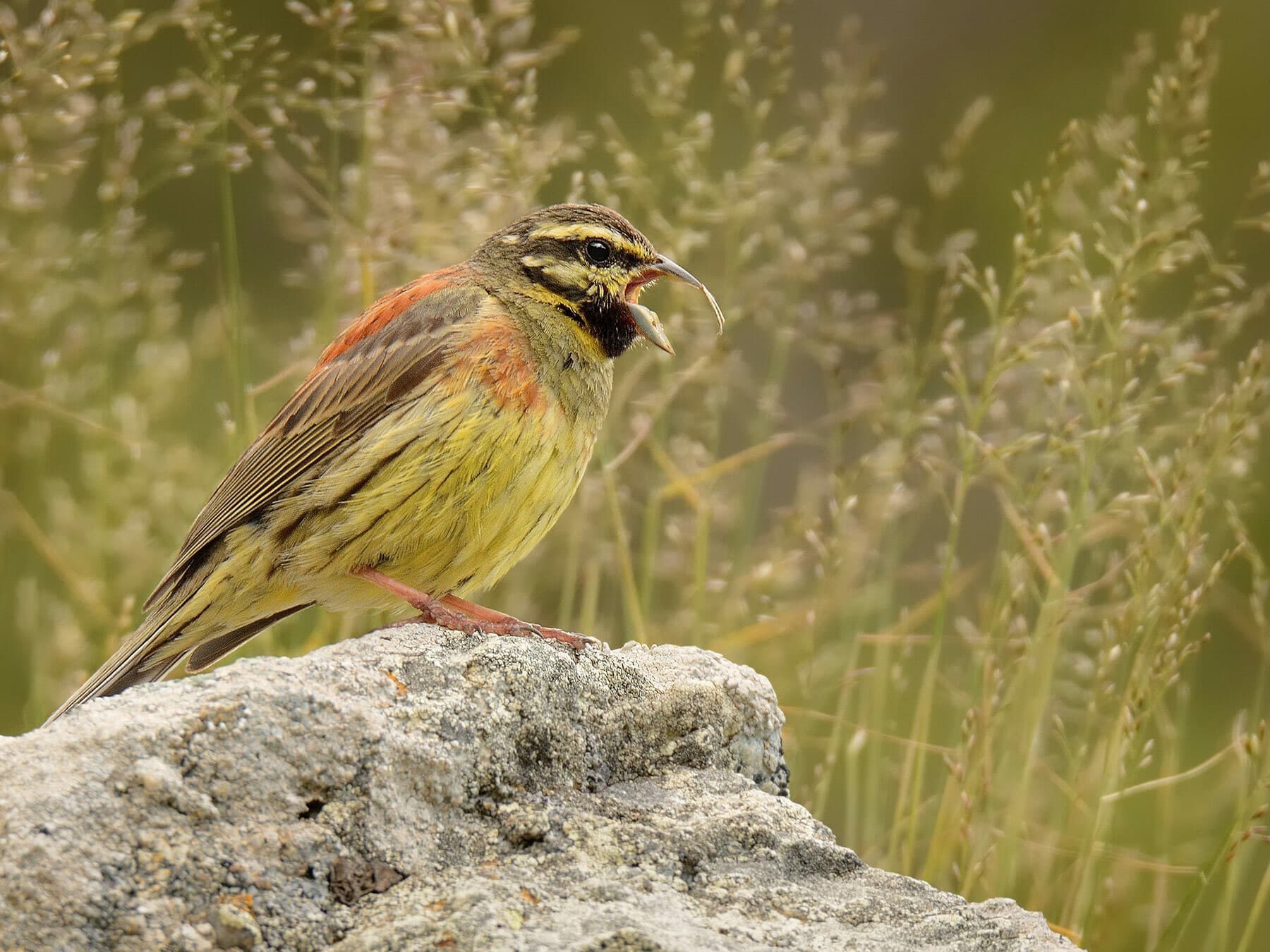Cirl Bunting perched on a rock