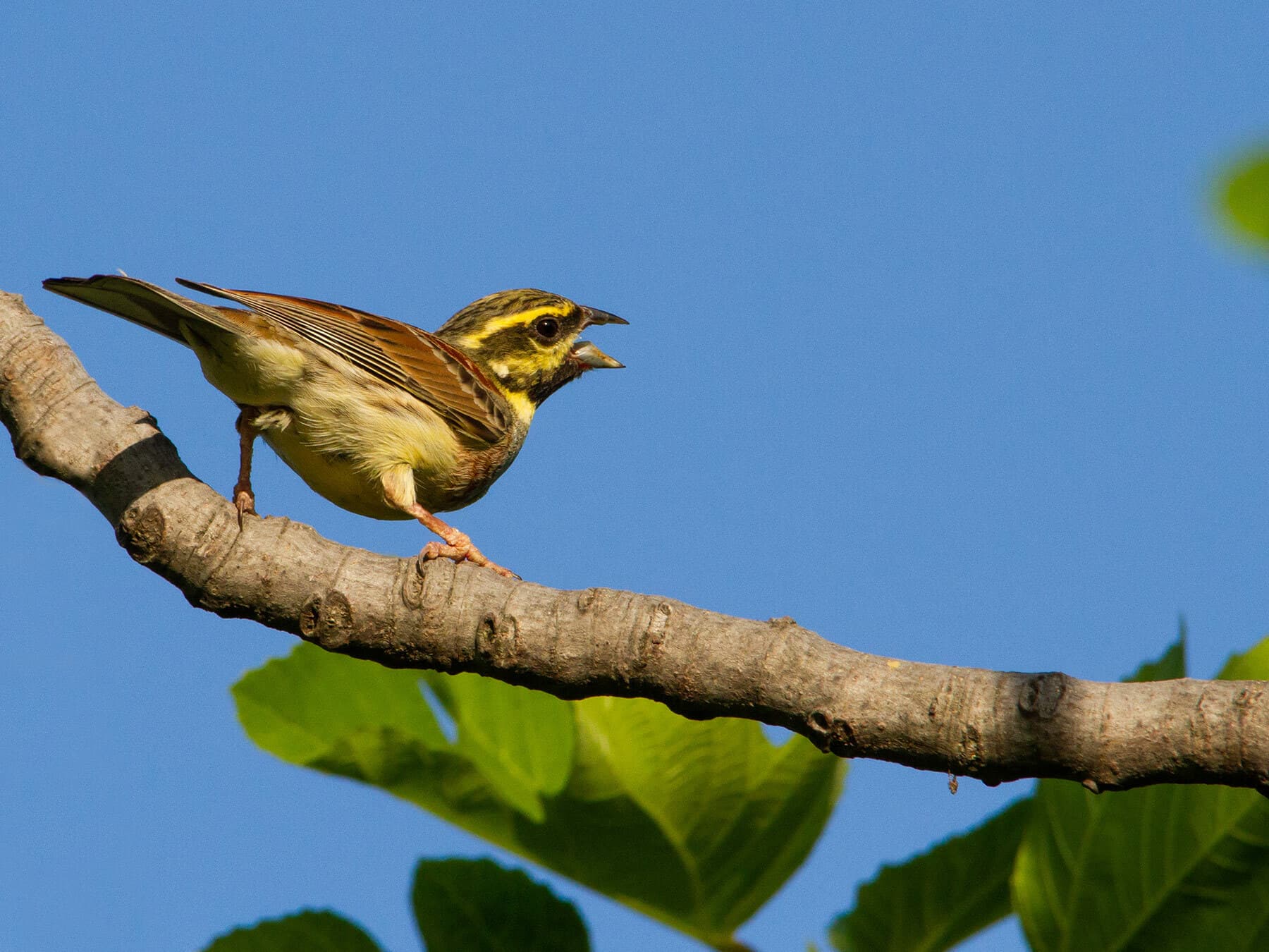 Cirl Bunting on a branch