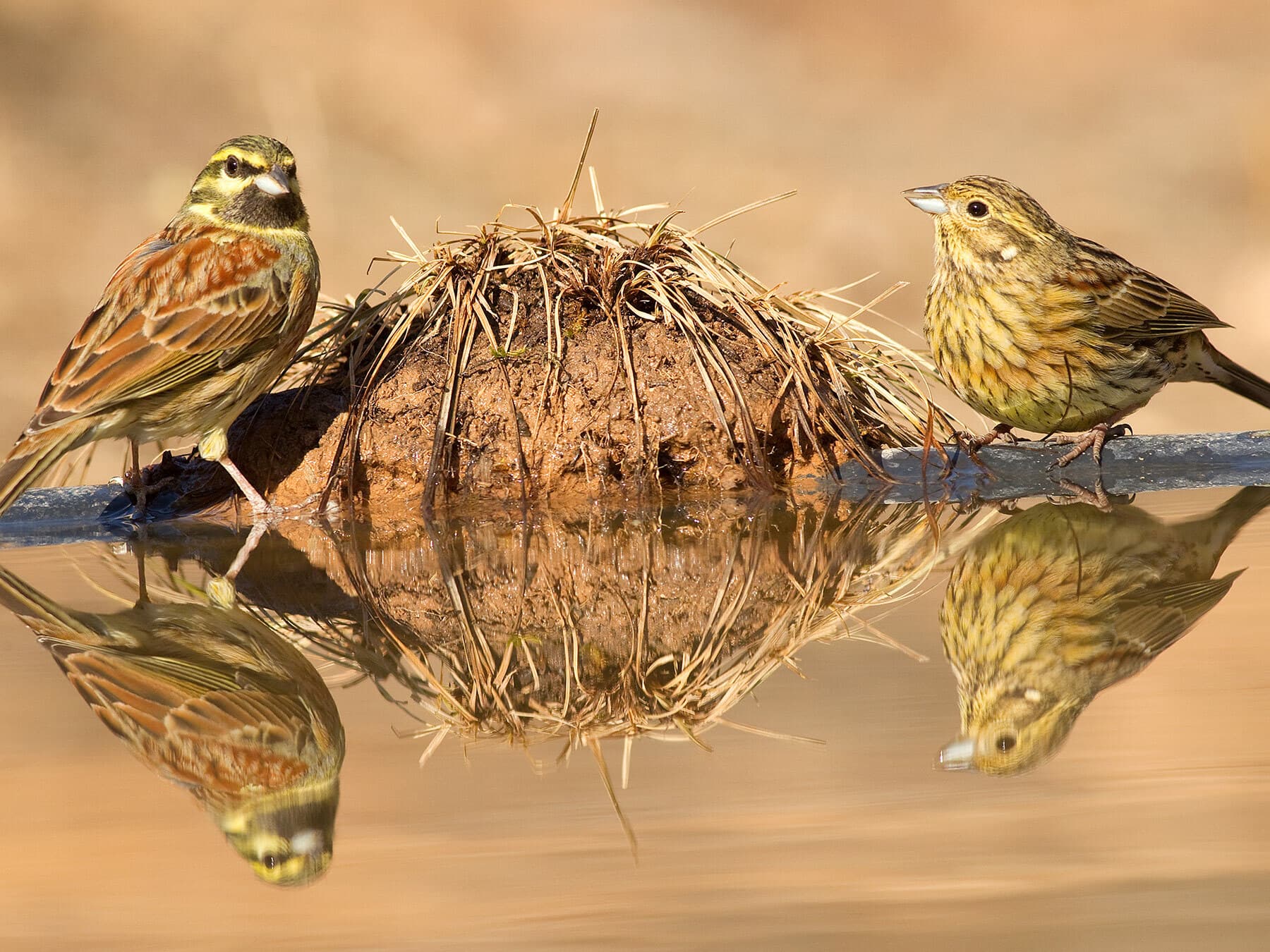 Male and Female Cirl Bunting