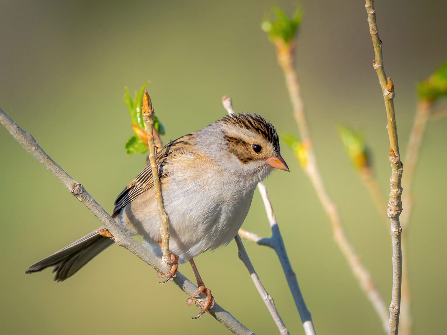 Clay colored sparrow