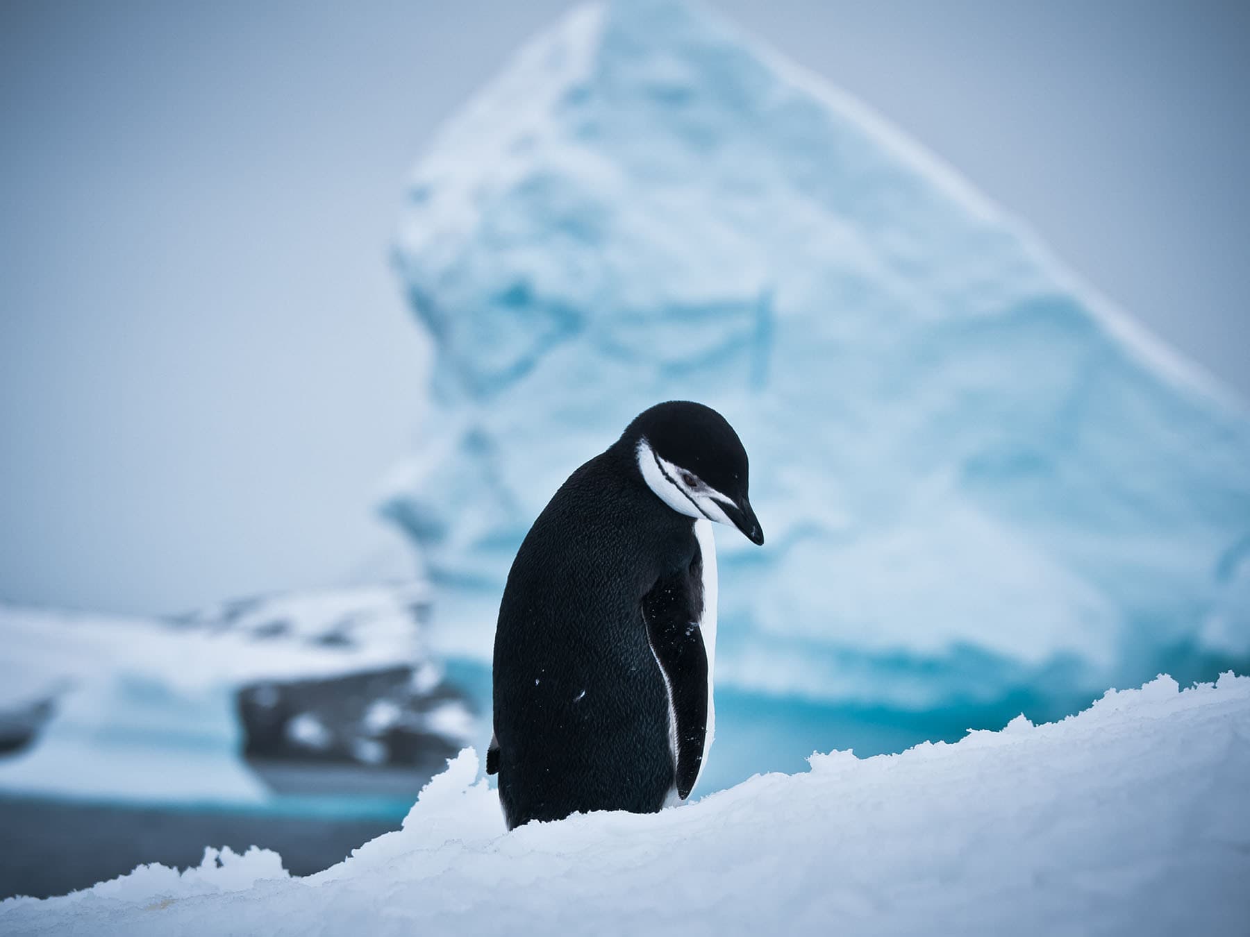 Climate change penguin