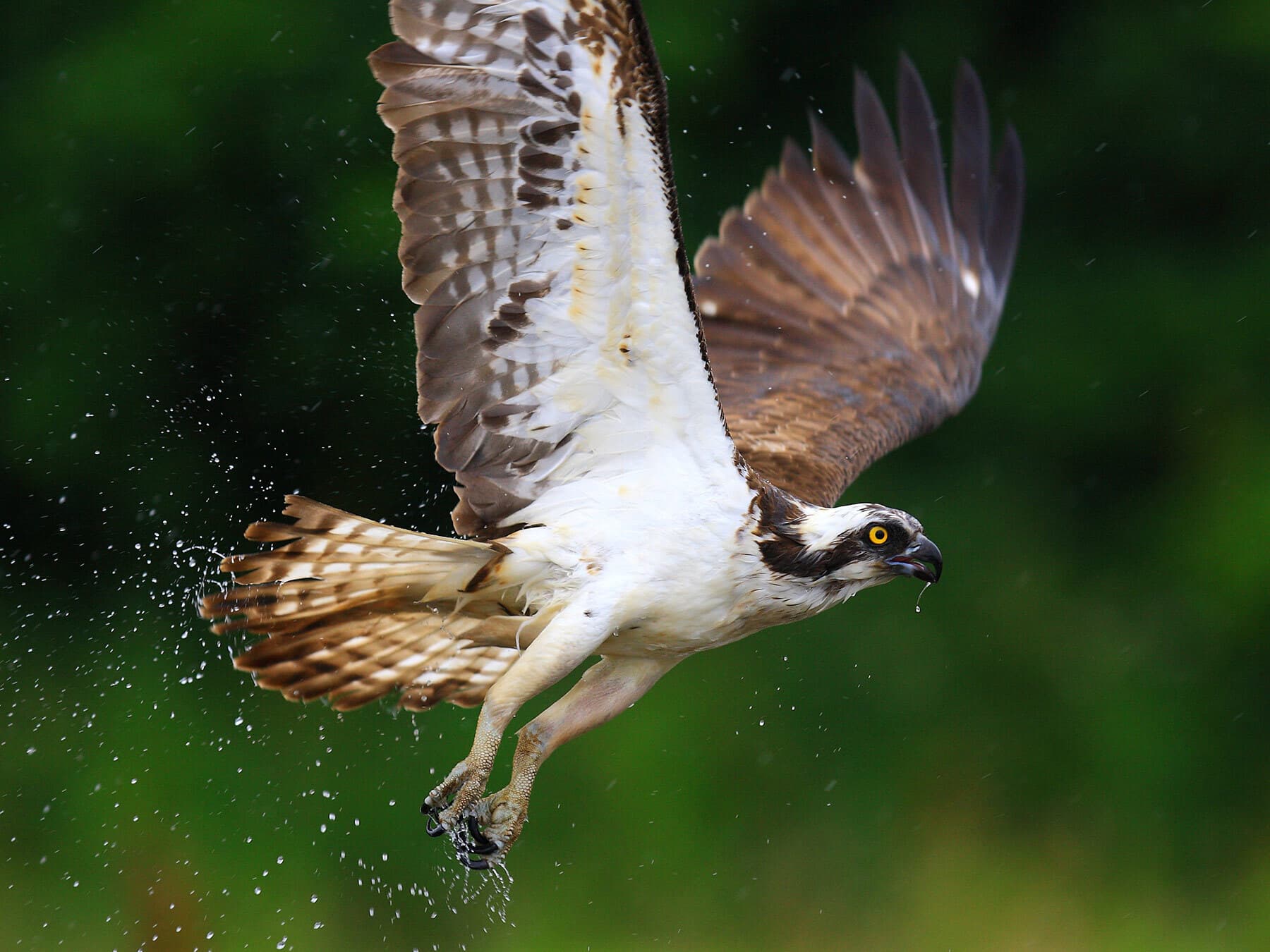 Close up flying osprey