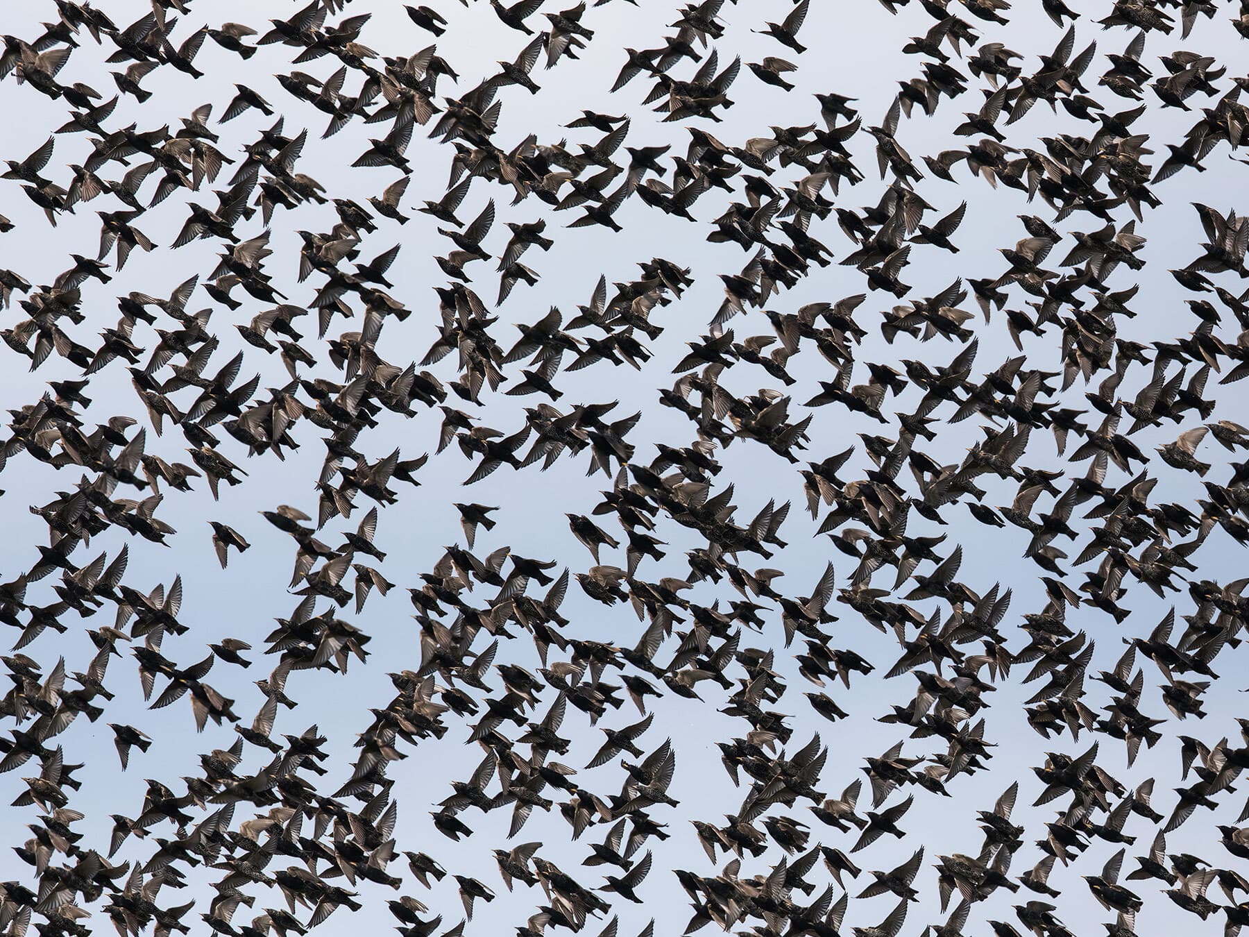 Close up of a starling murmuration