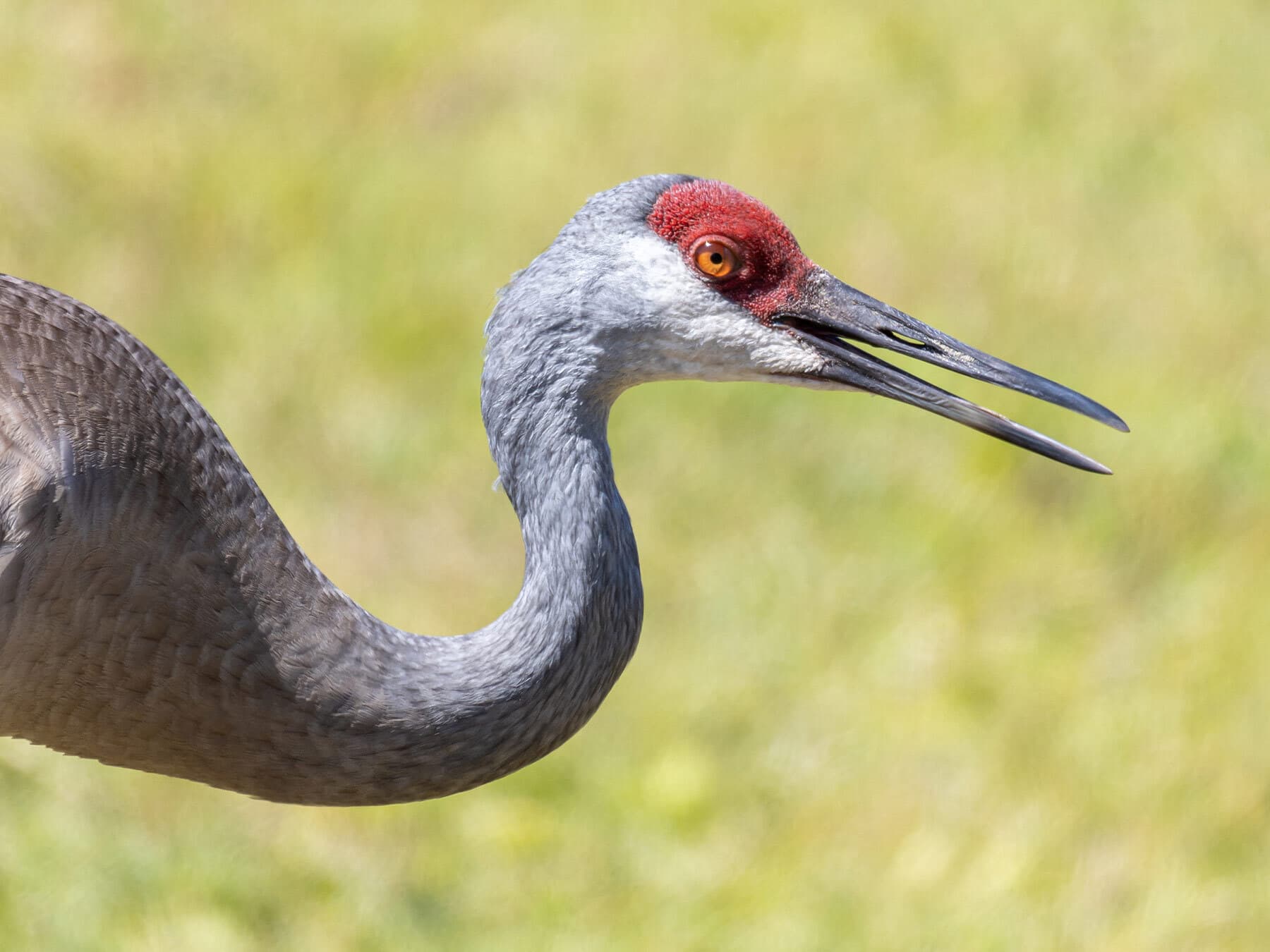 Close up sandhill crane