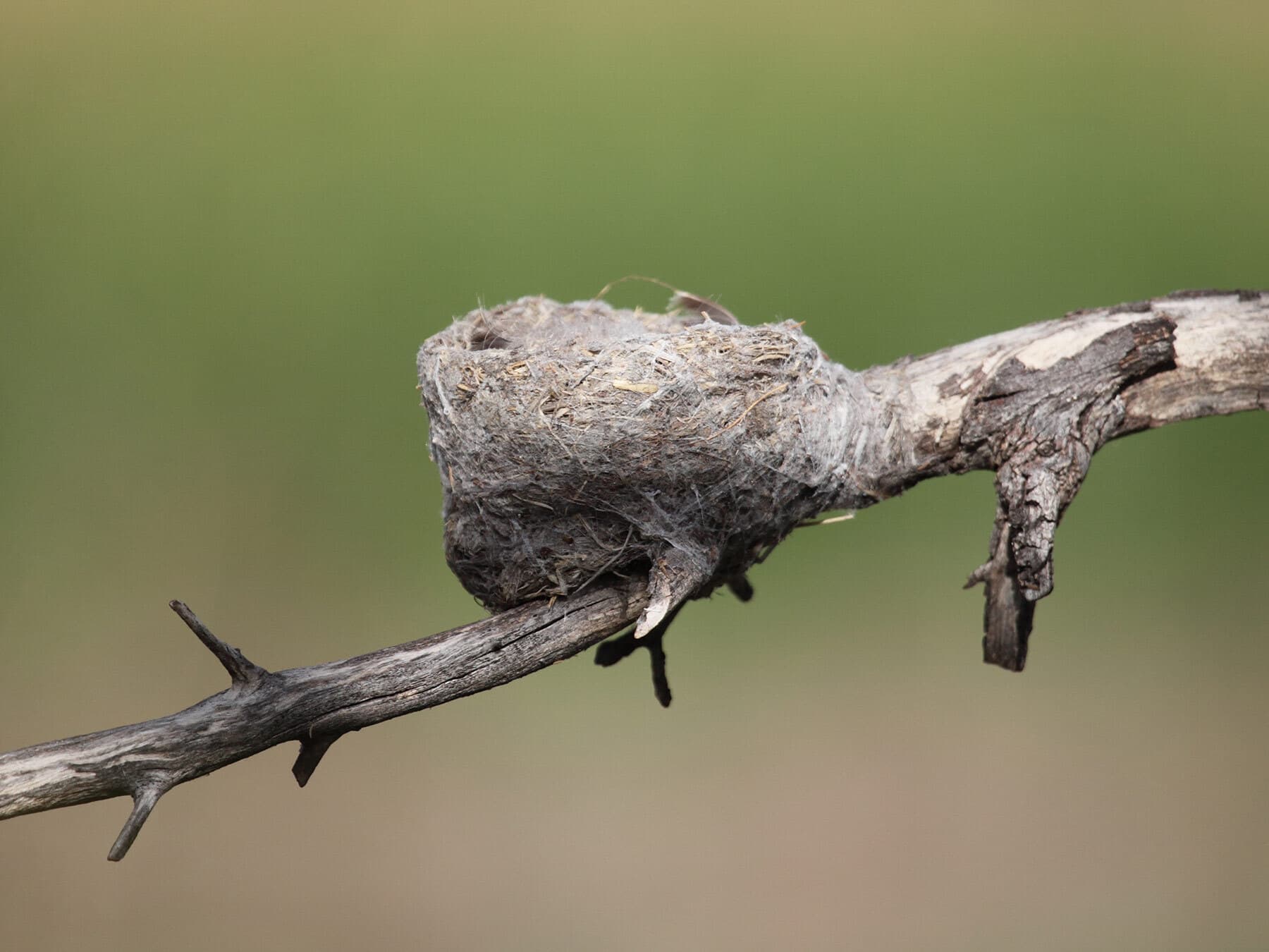 Close up willie wagtail nest