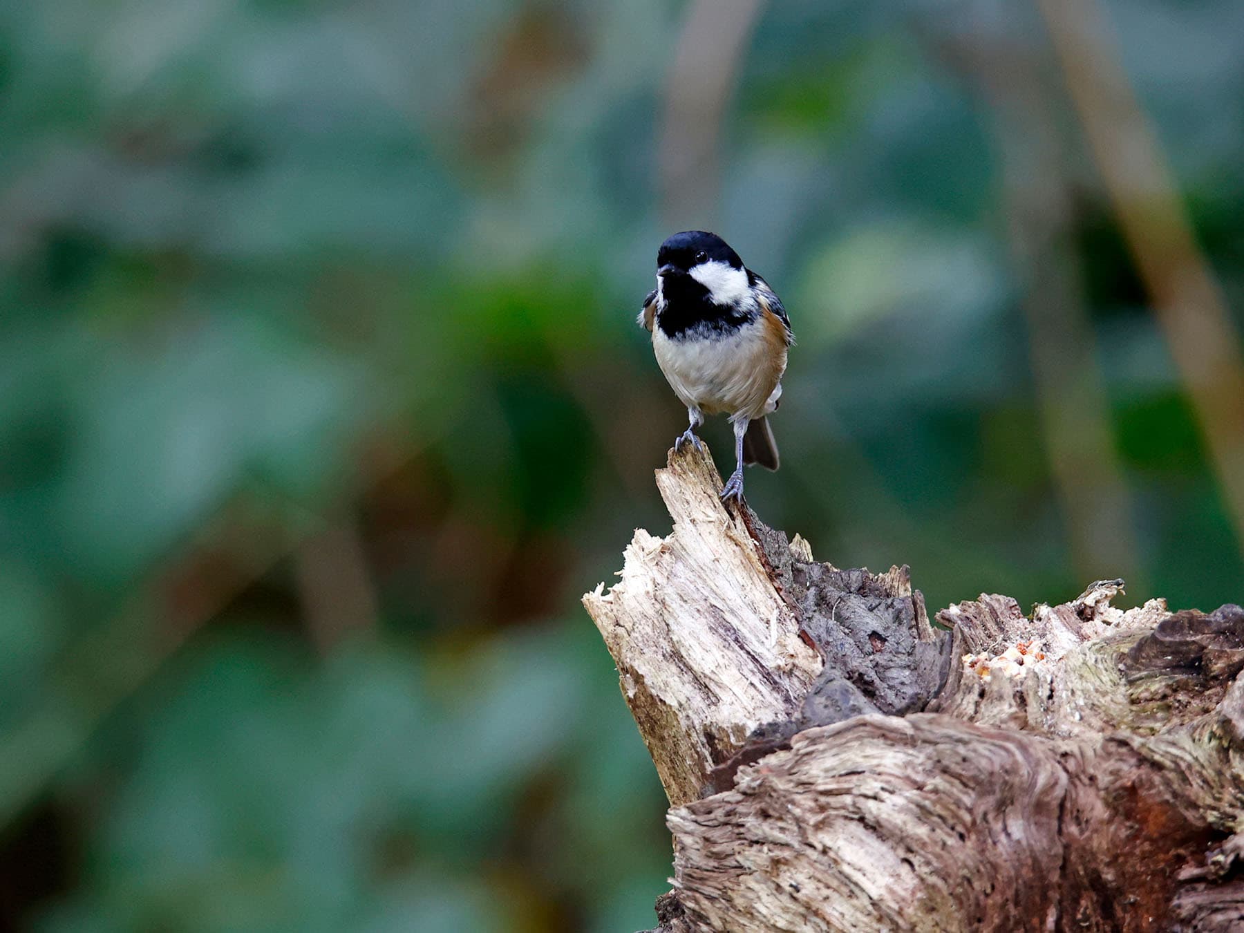 Coal tit foraging