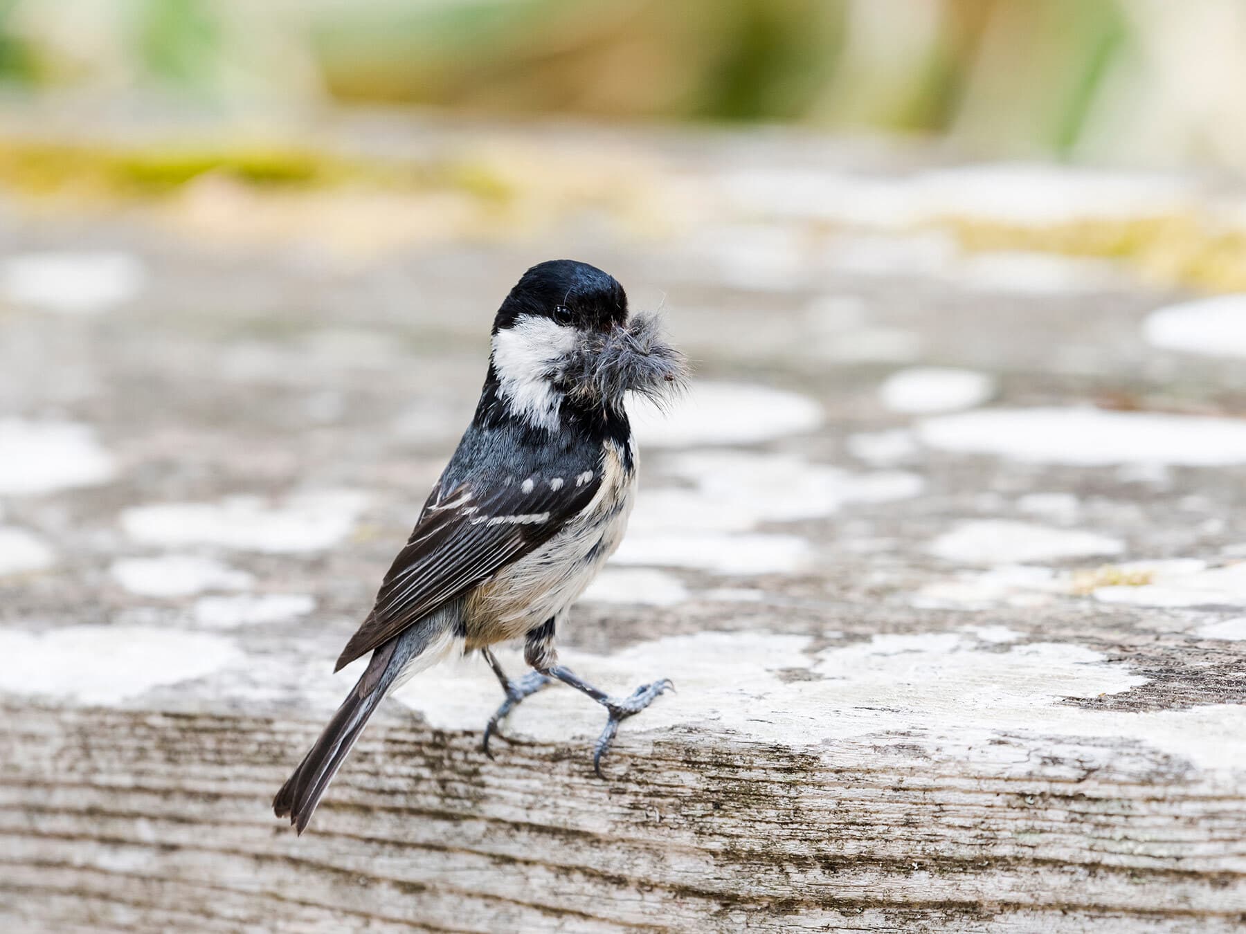 A Coal Tit with a beakful of hair for its nest