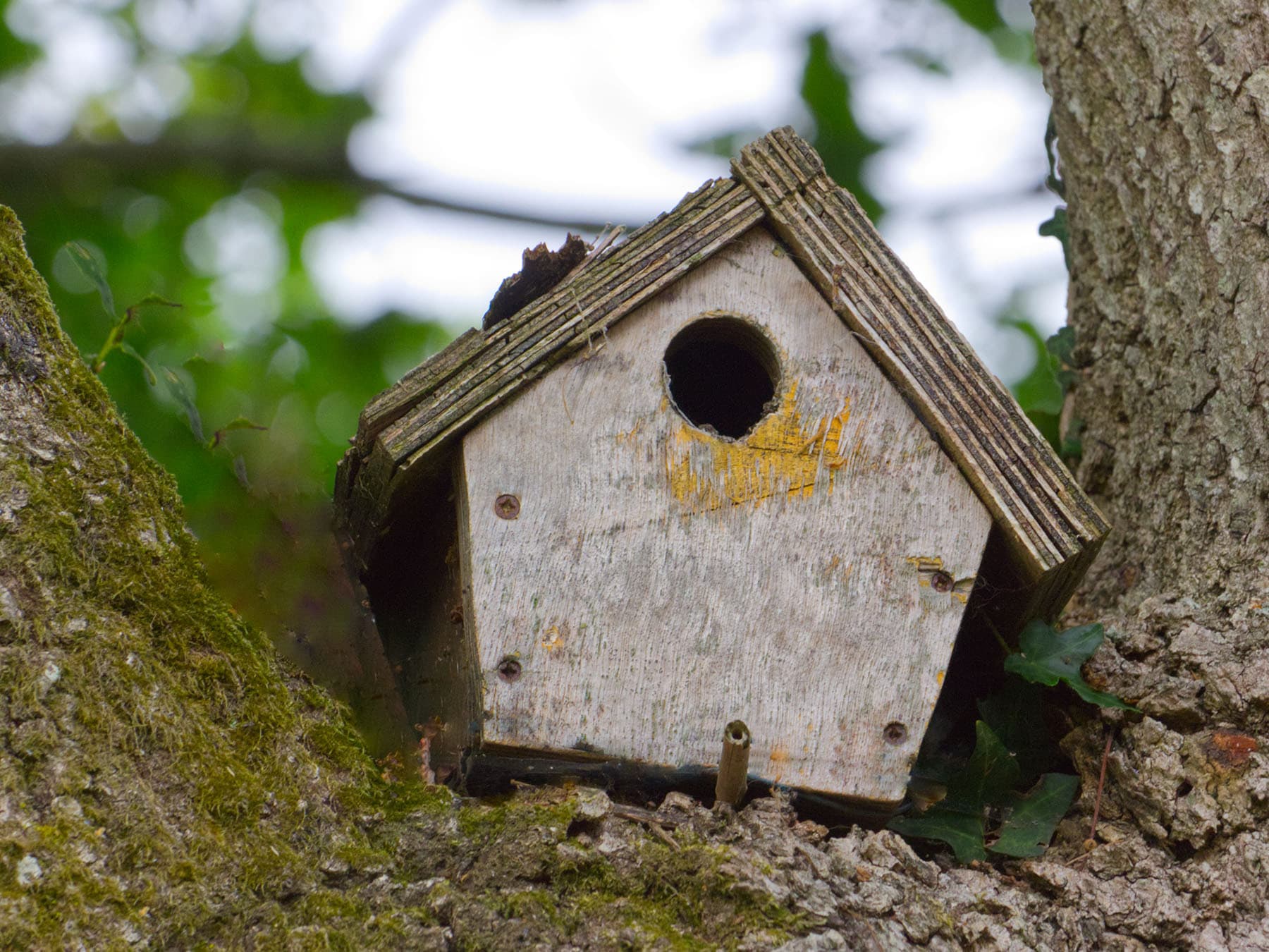 Coal tit nest box