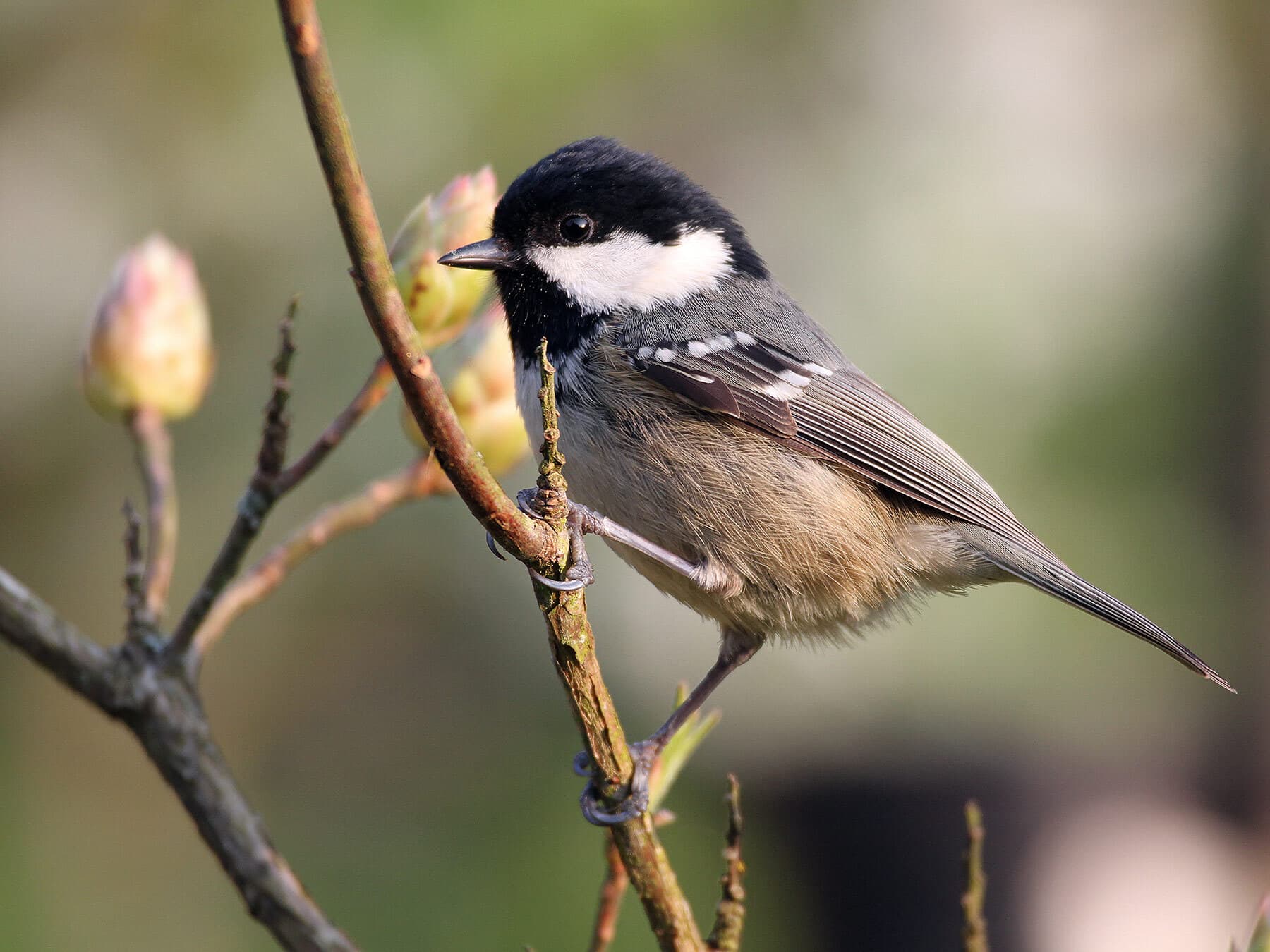Coal tit perched on tree branch