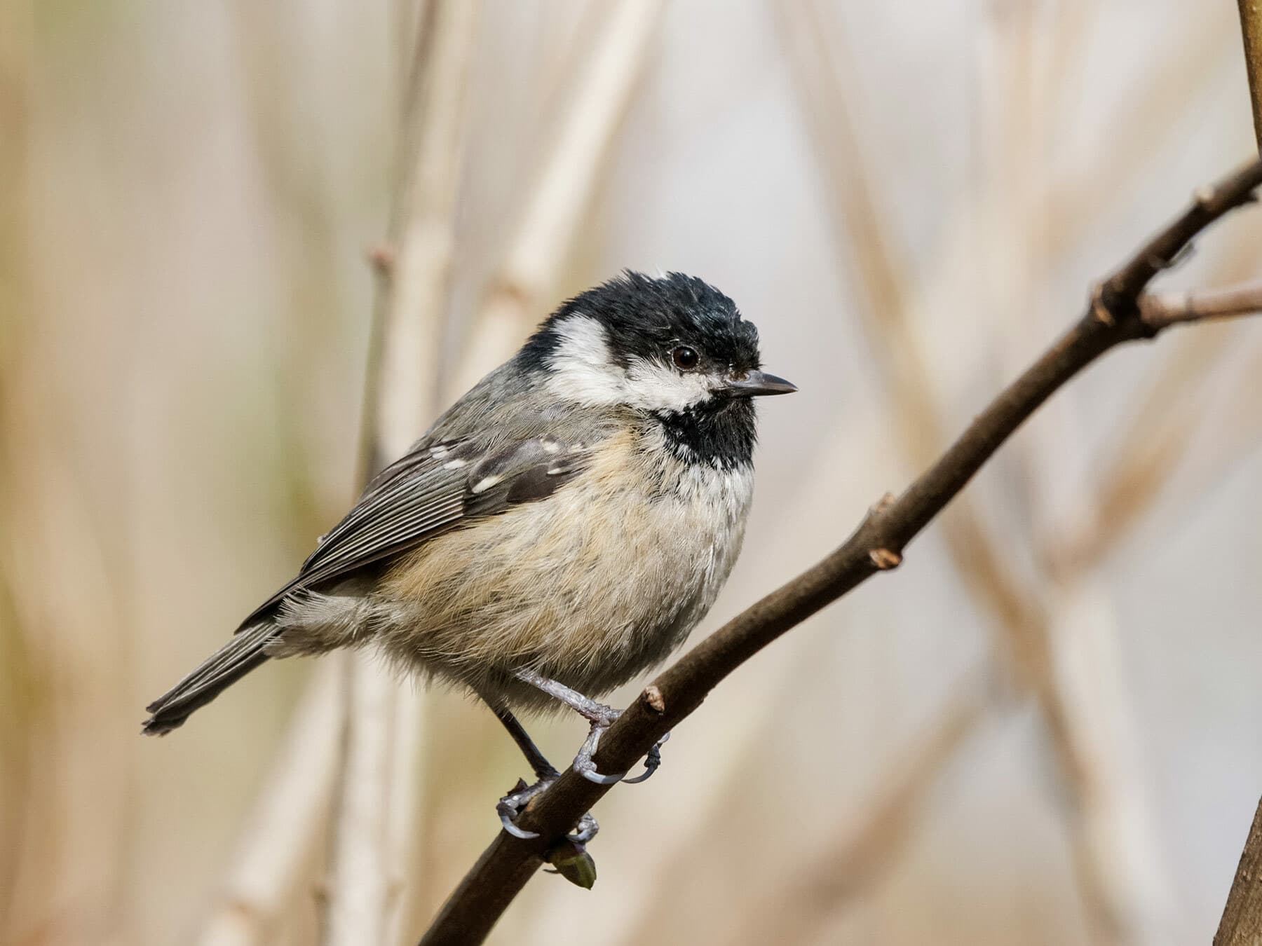Coal Tit
