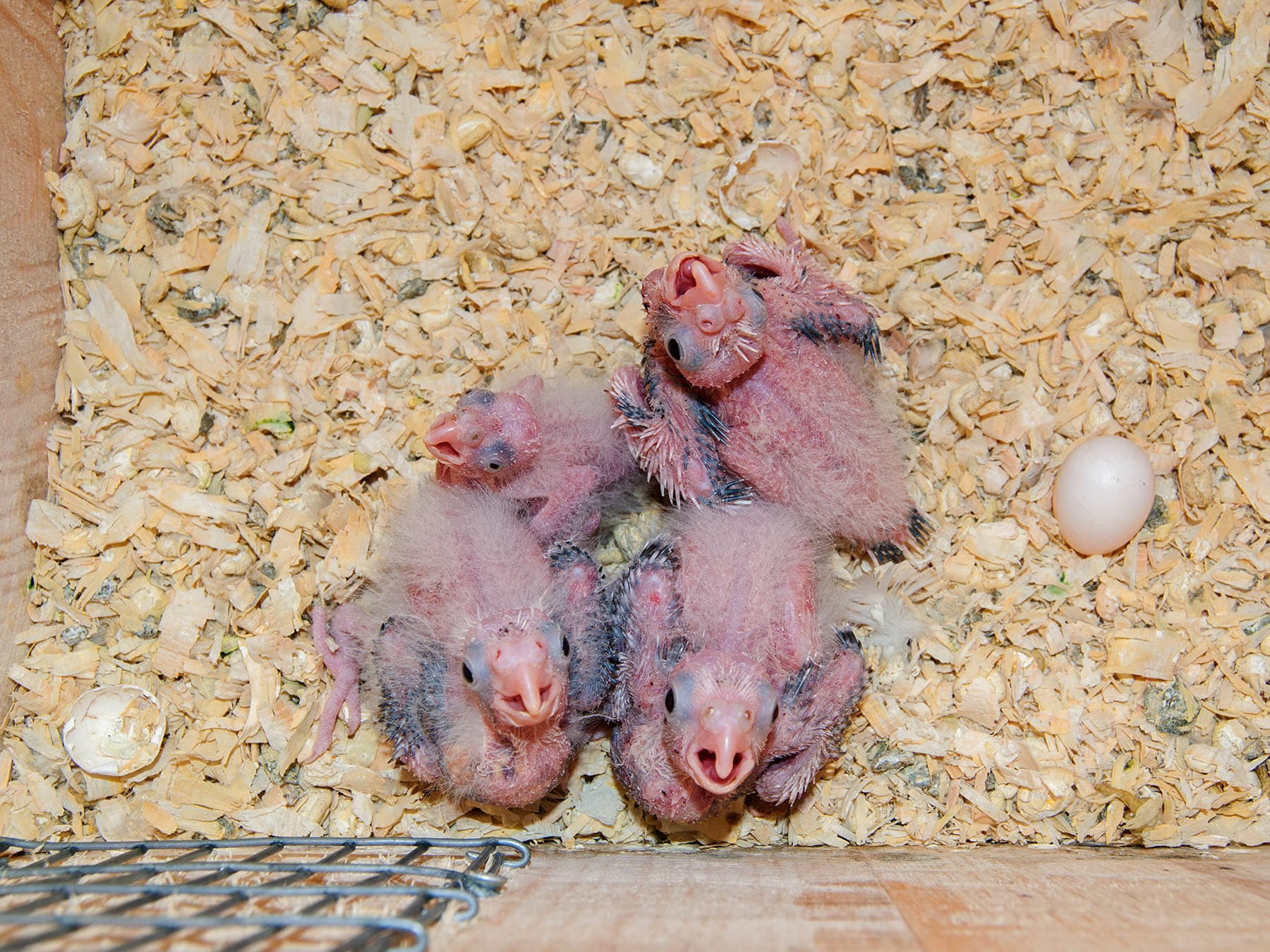 Cockatiel hatchlings