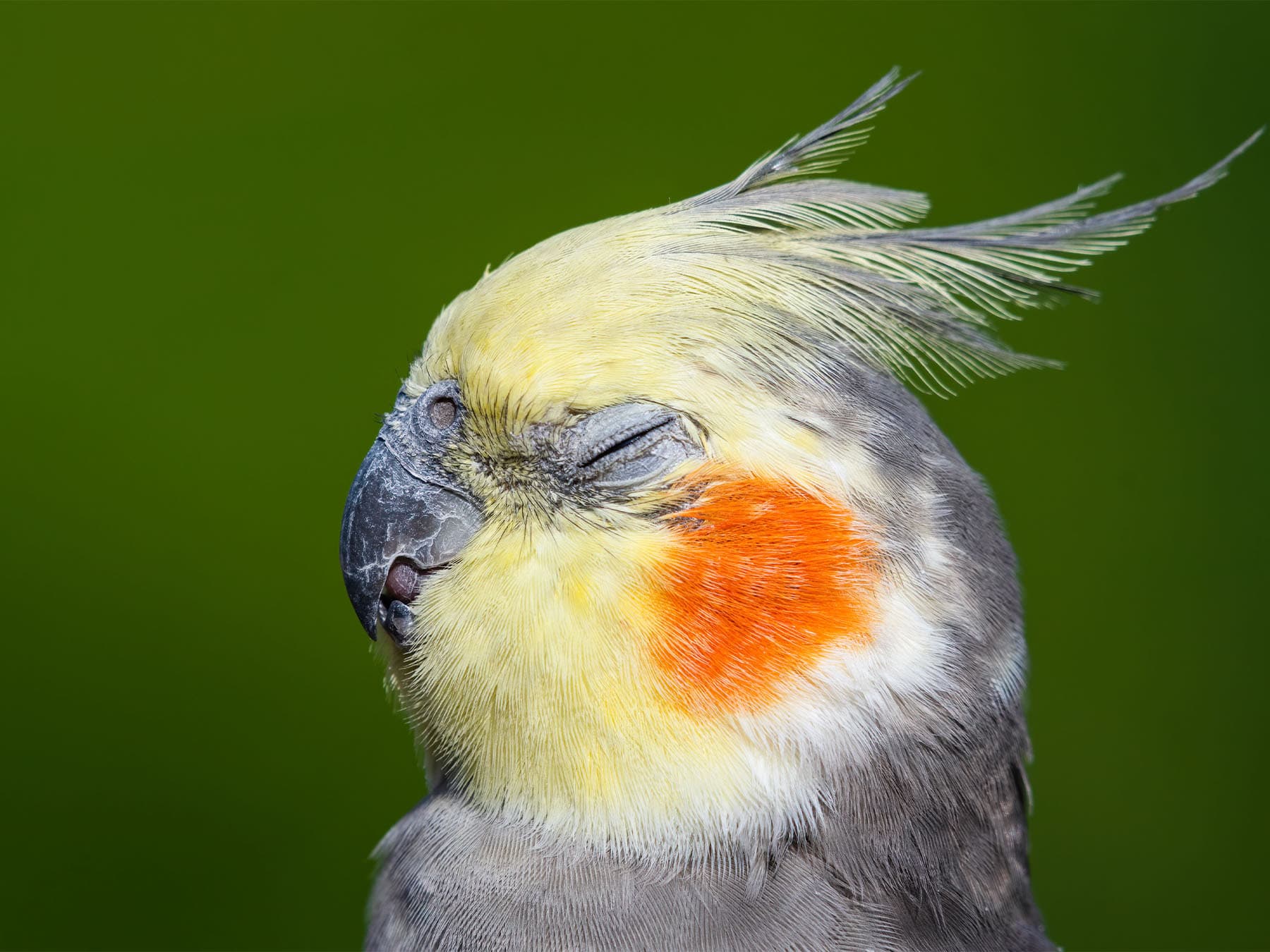 Cockatiel portrait
