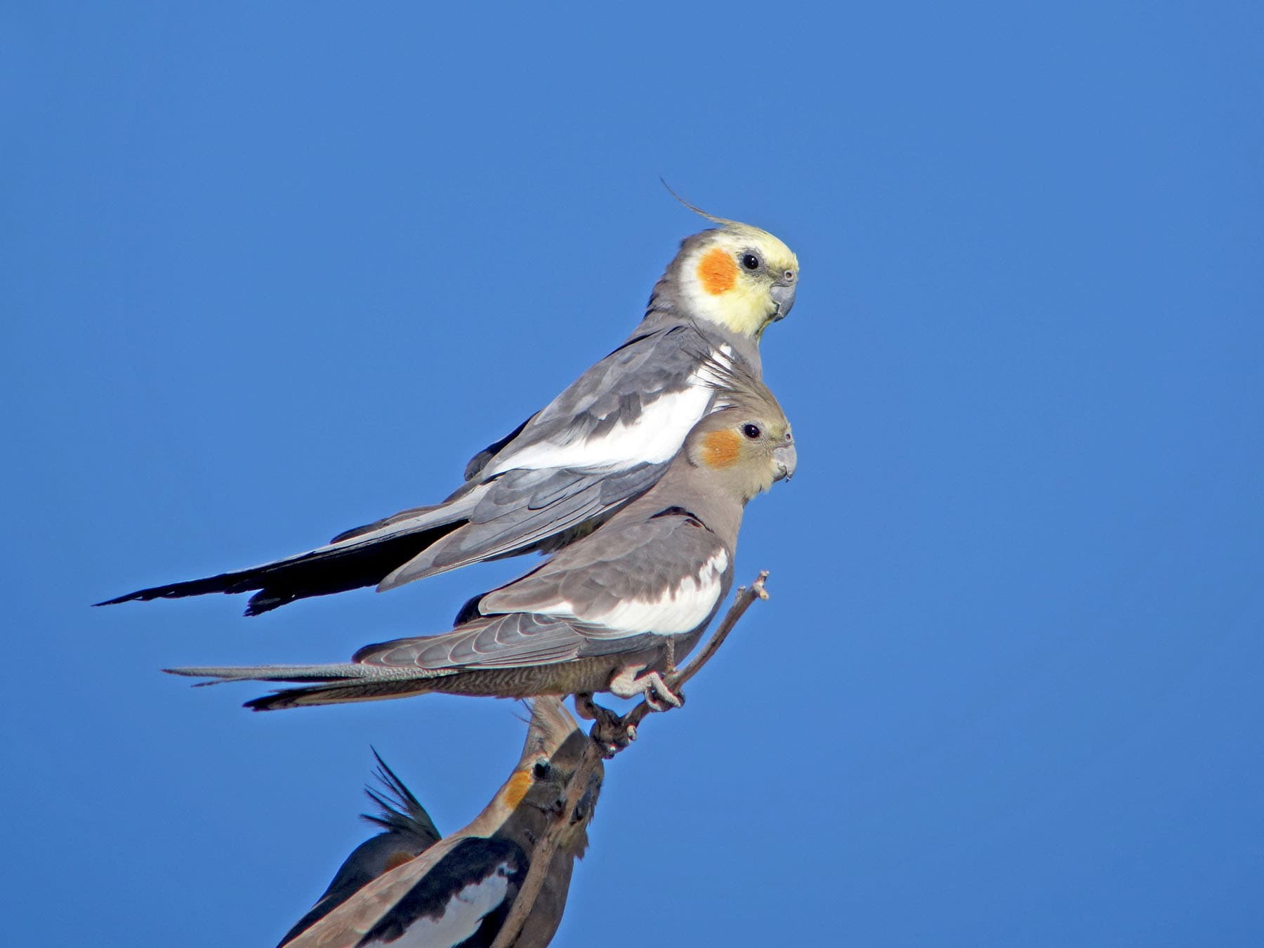 Cockatiels perched together