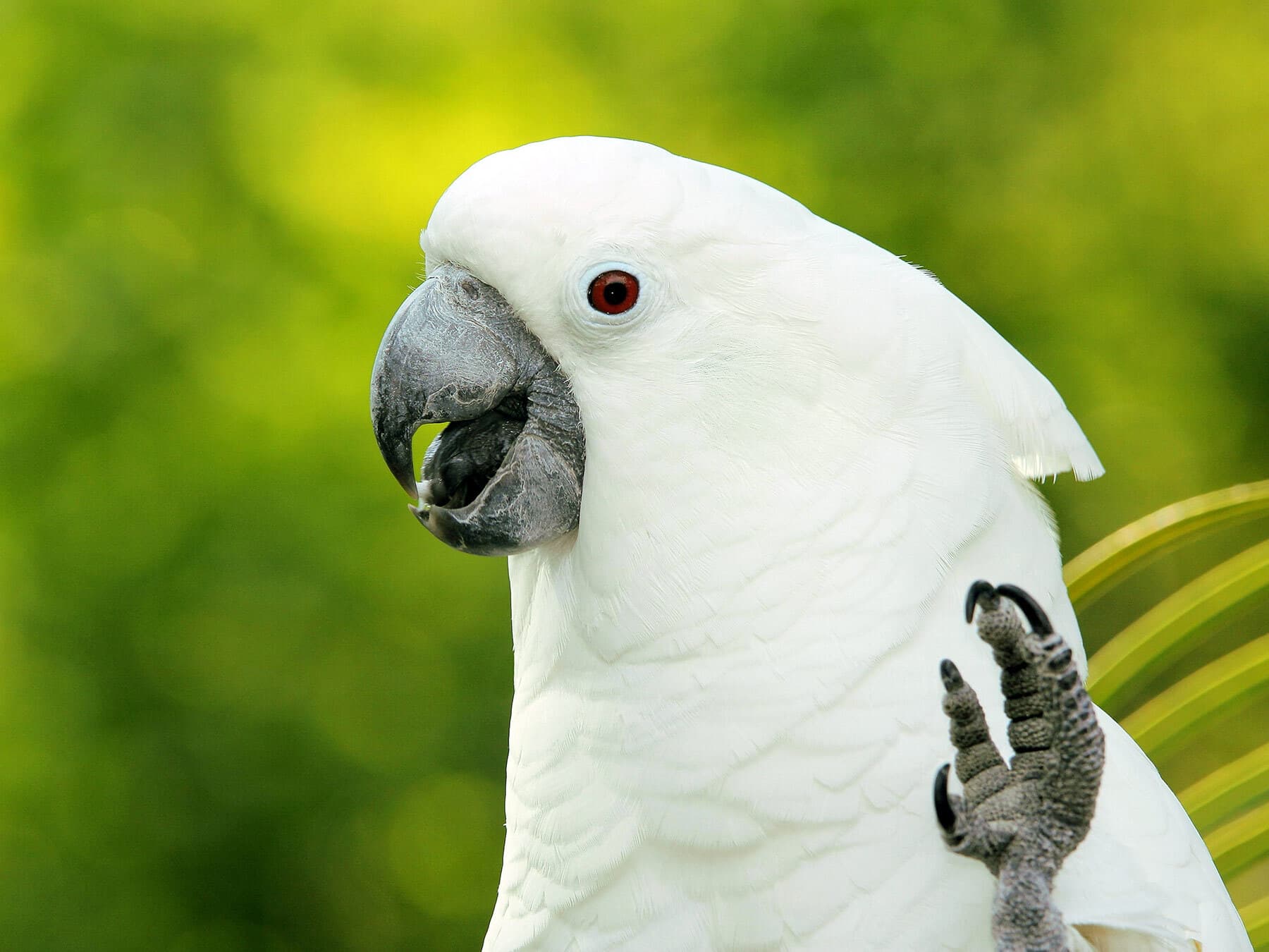 Cockatoo tongue