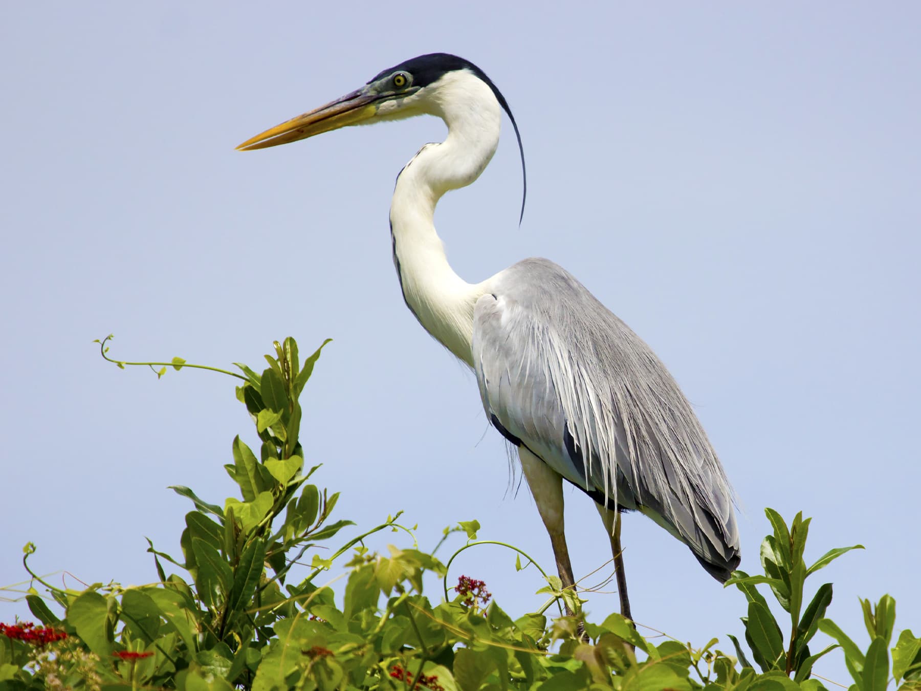 Cocoi Heron