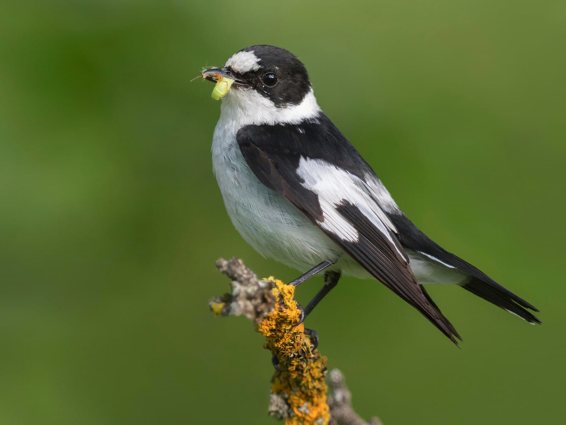 Collared flycatcher