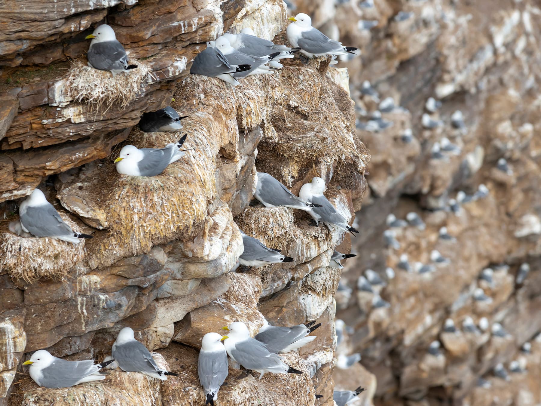 Colony of black legged kittiwakes on cliff edge