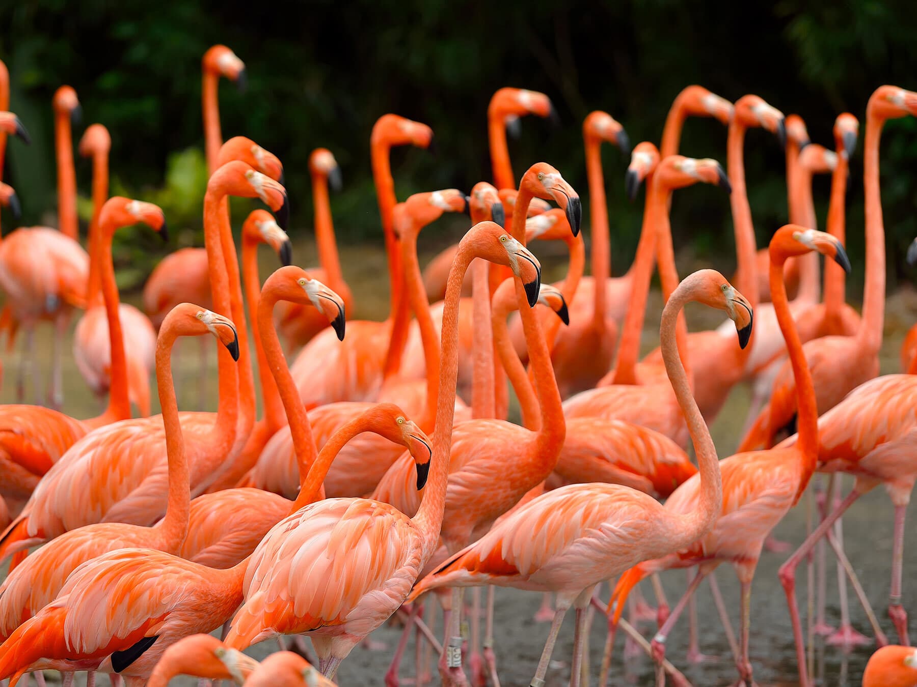 Colony of caribbean flamingos