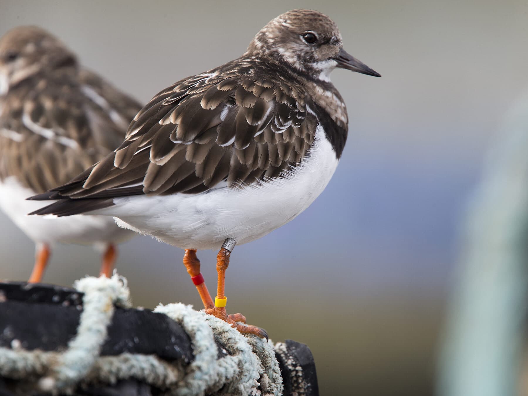 Colour ringed turnstone