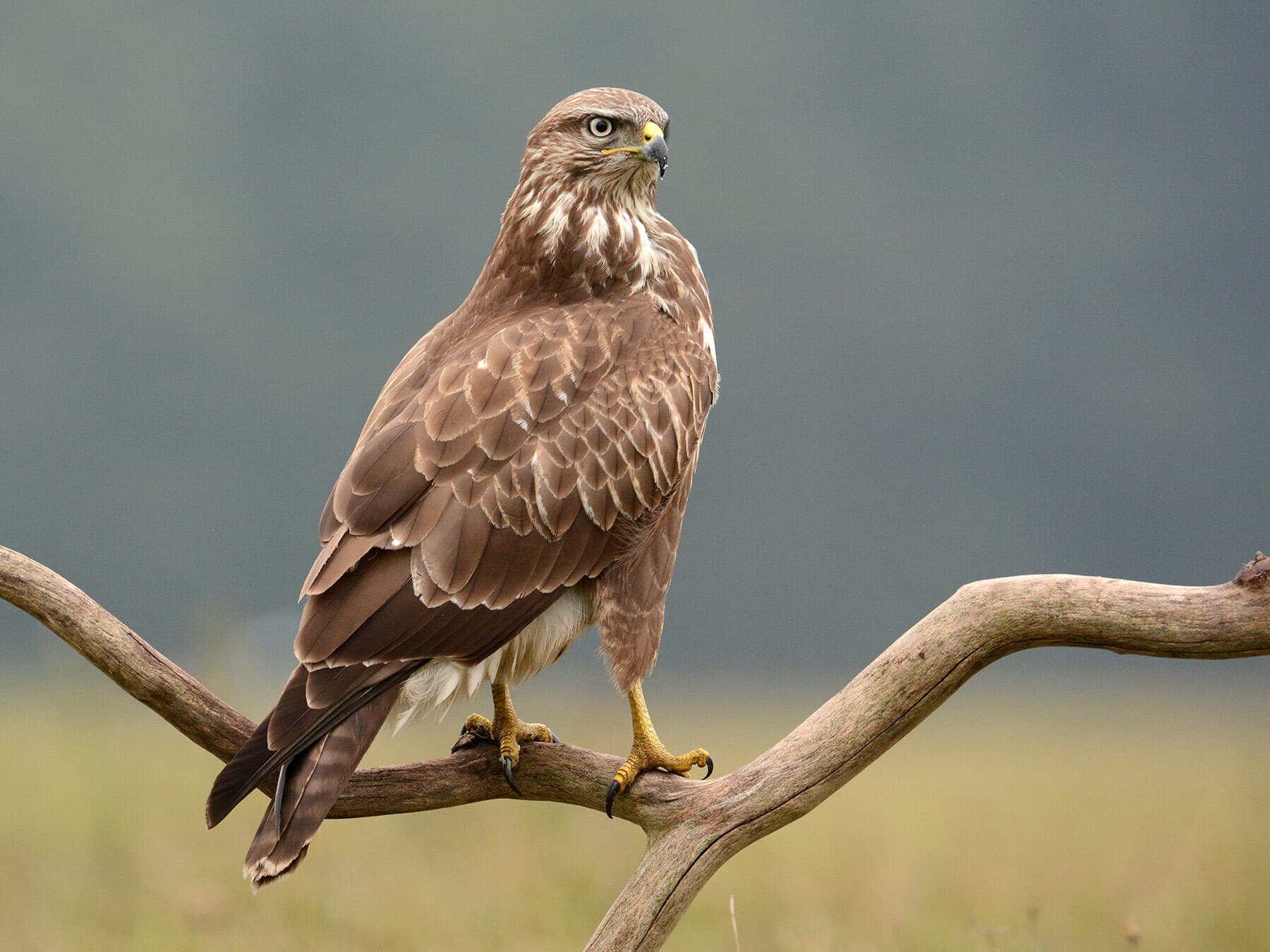 Common buzzard breath