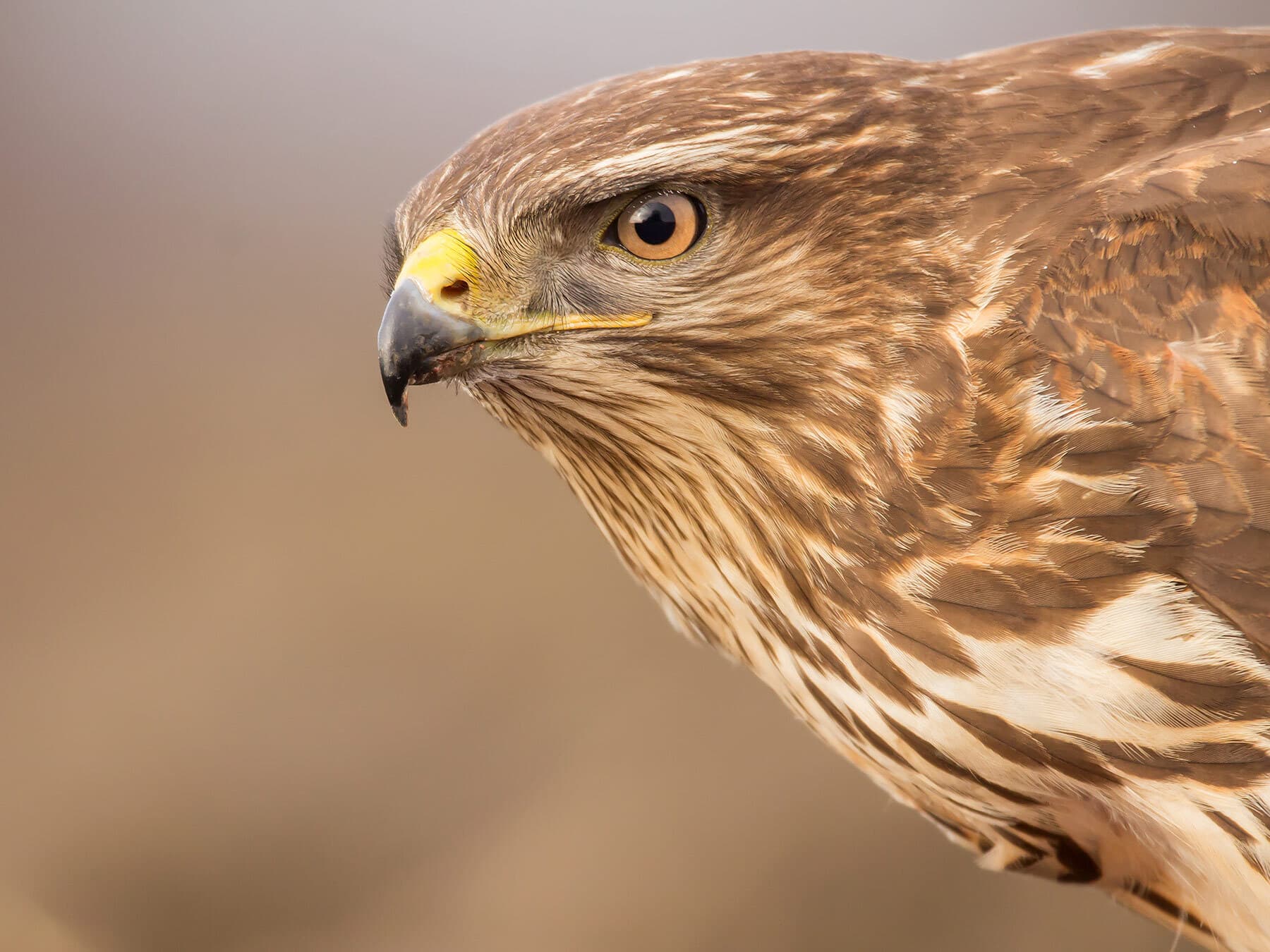 Common buzzard close up