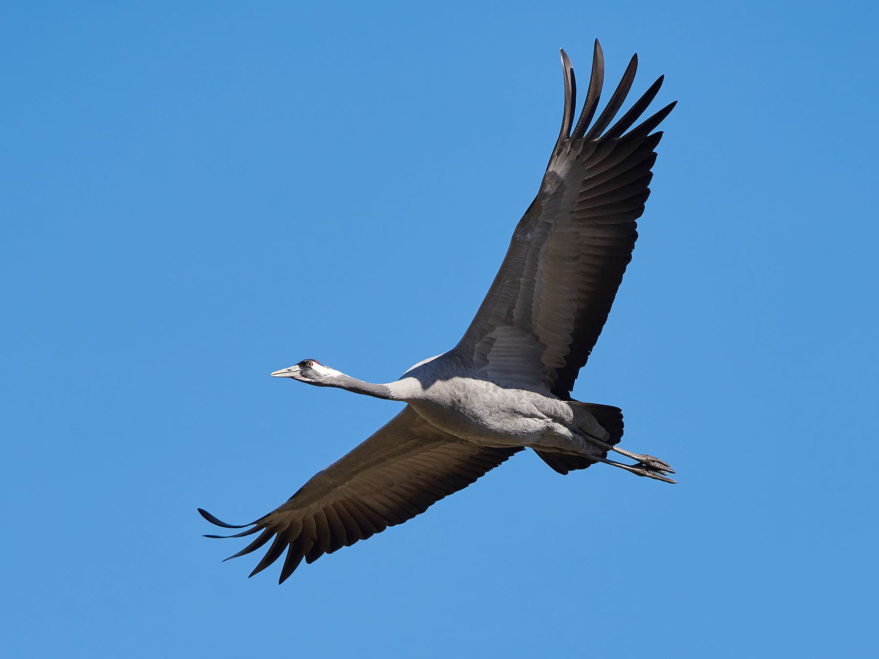 Common crane in flight
