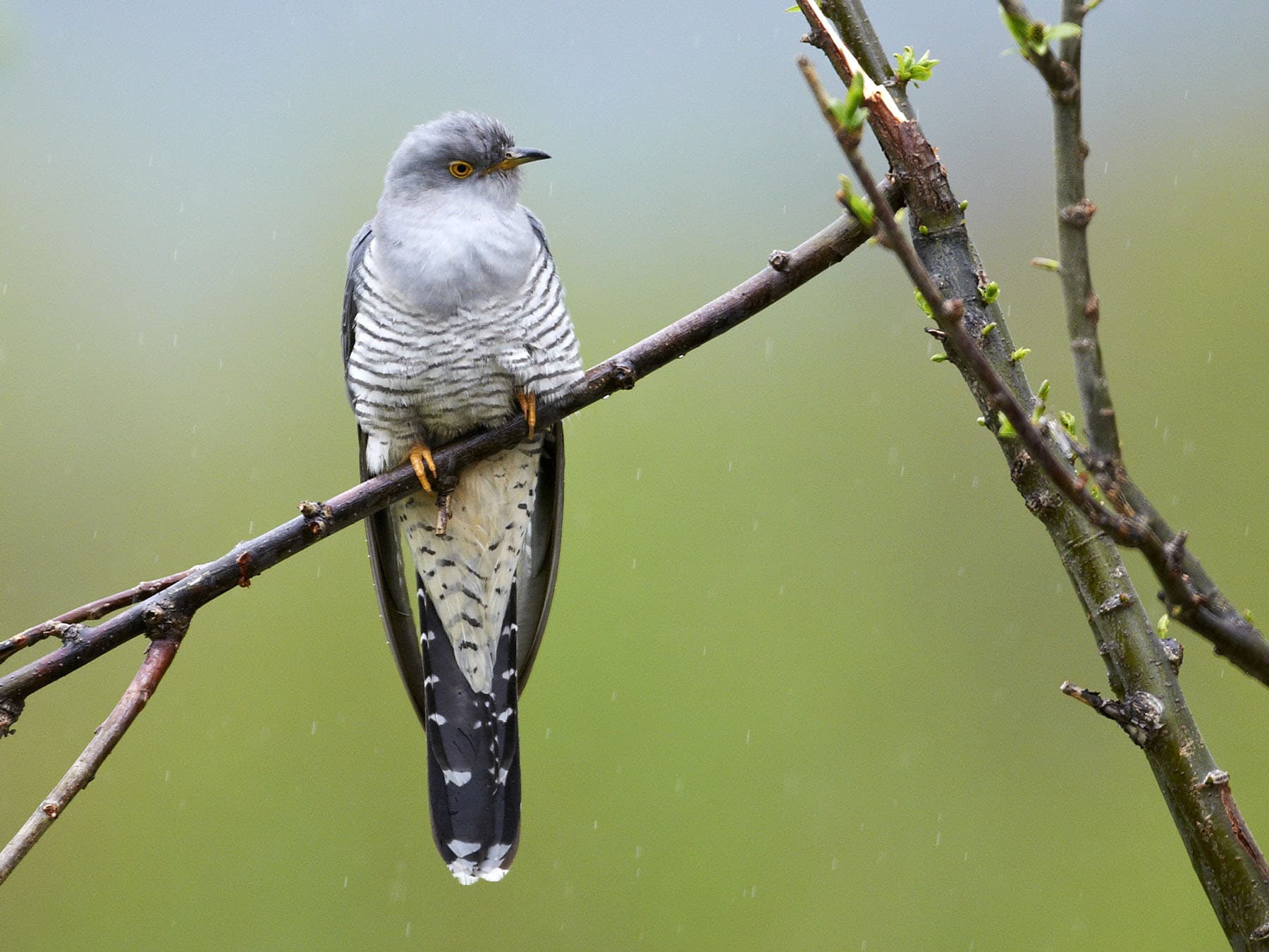 Common cuckoo perching on branch