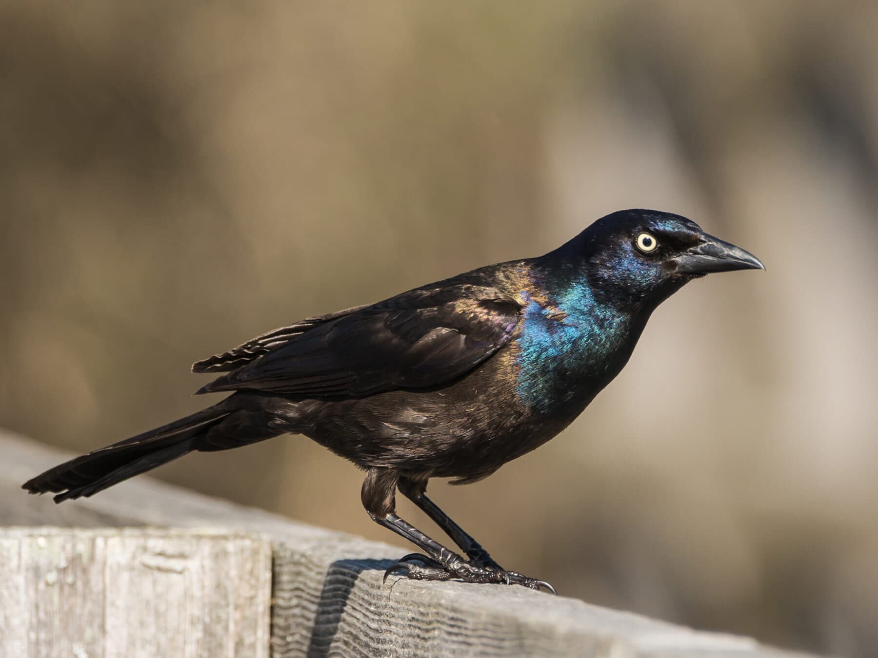 Common grackle close up