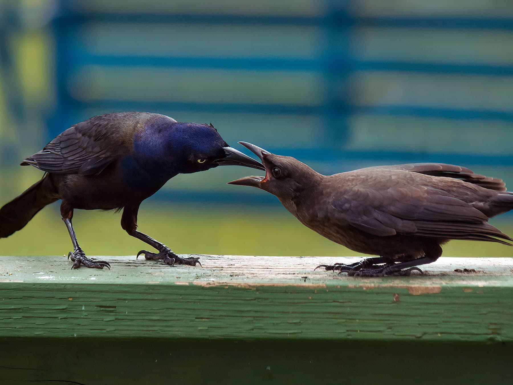 An adult Common Grackle feeding a brown young grackle