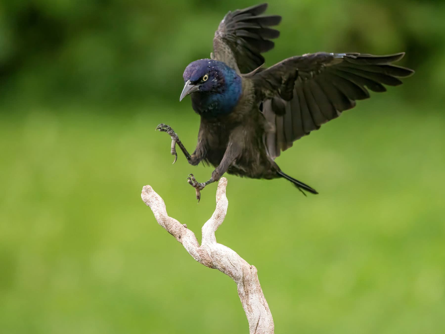A Common Grackle landing, its long tail fanned