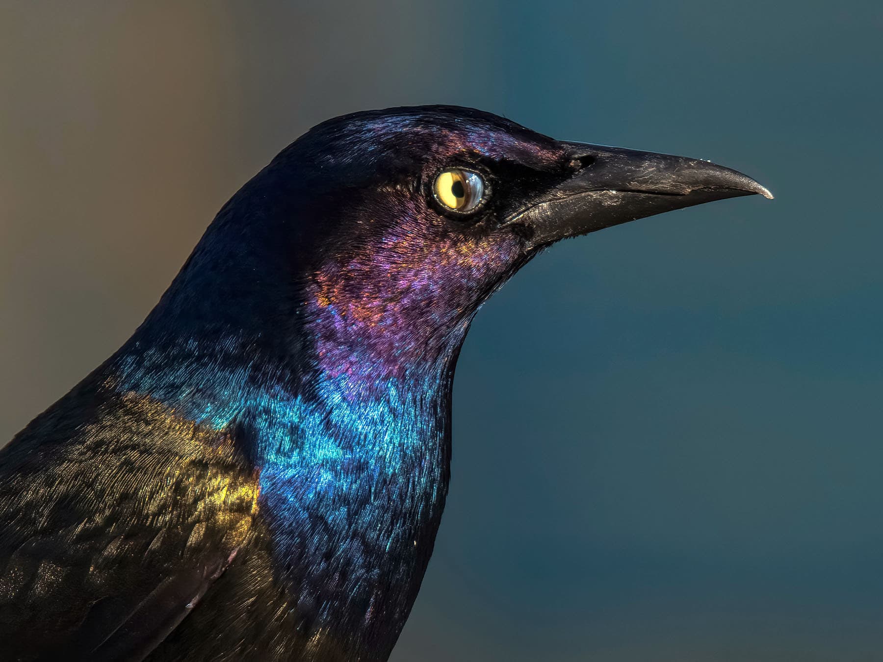 Common grackle nictitating eyelid membrane