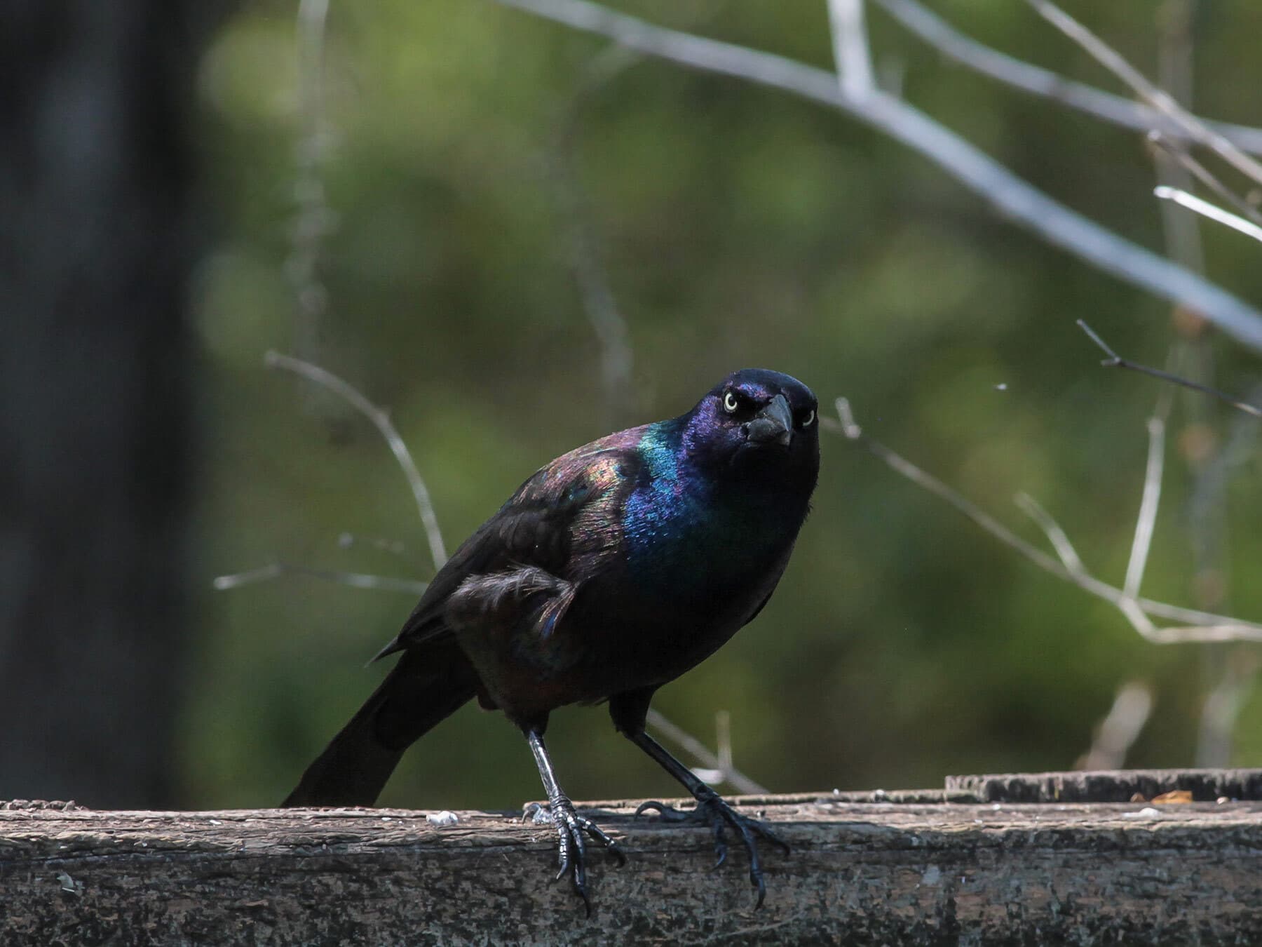 Common grackle on fence