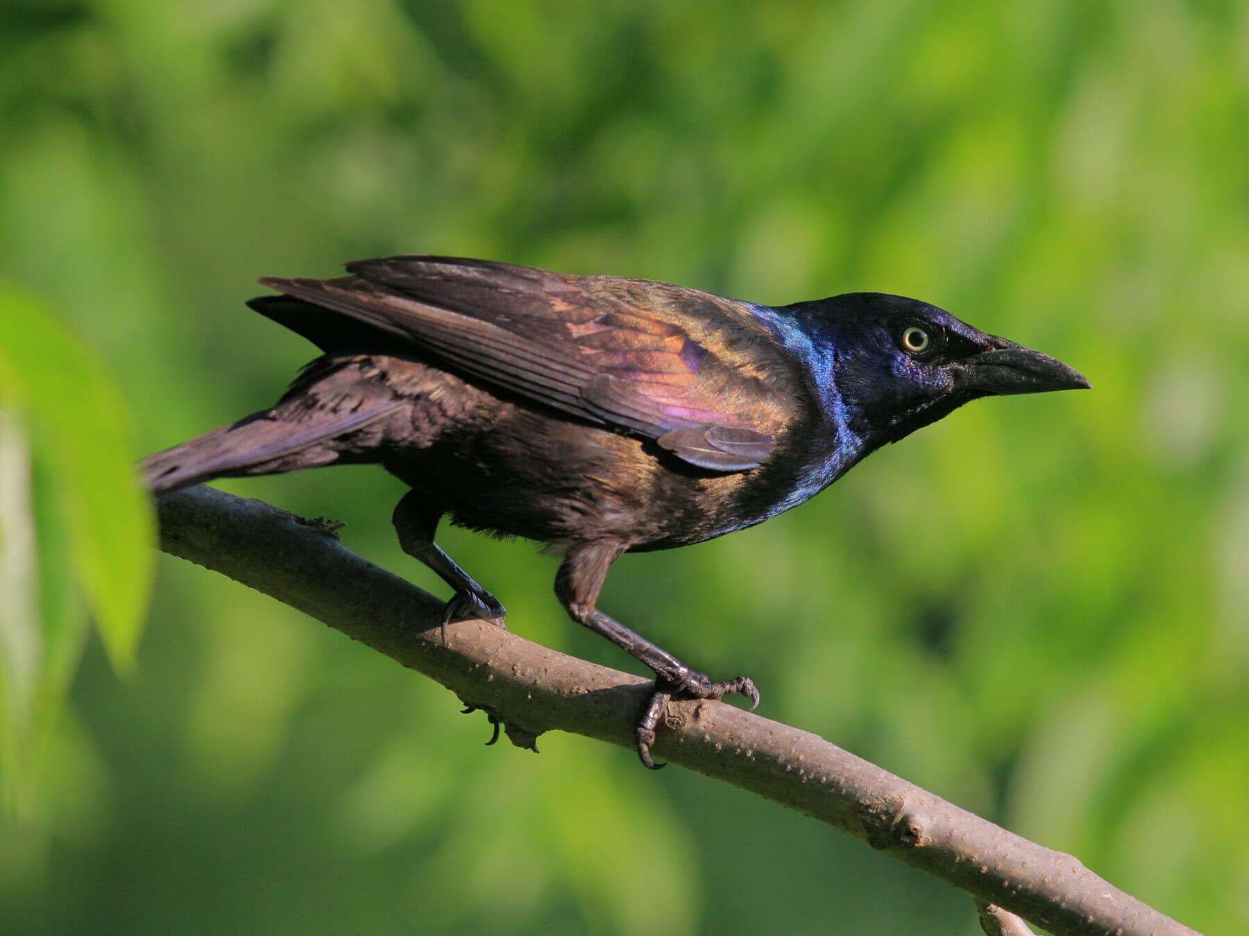 Common grackle perched in a tree
