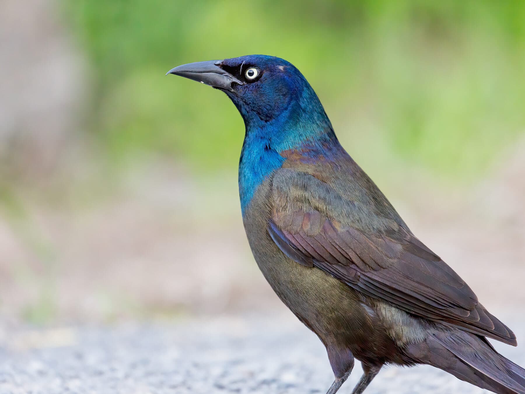 Common grackle portrait
