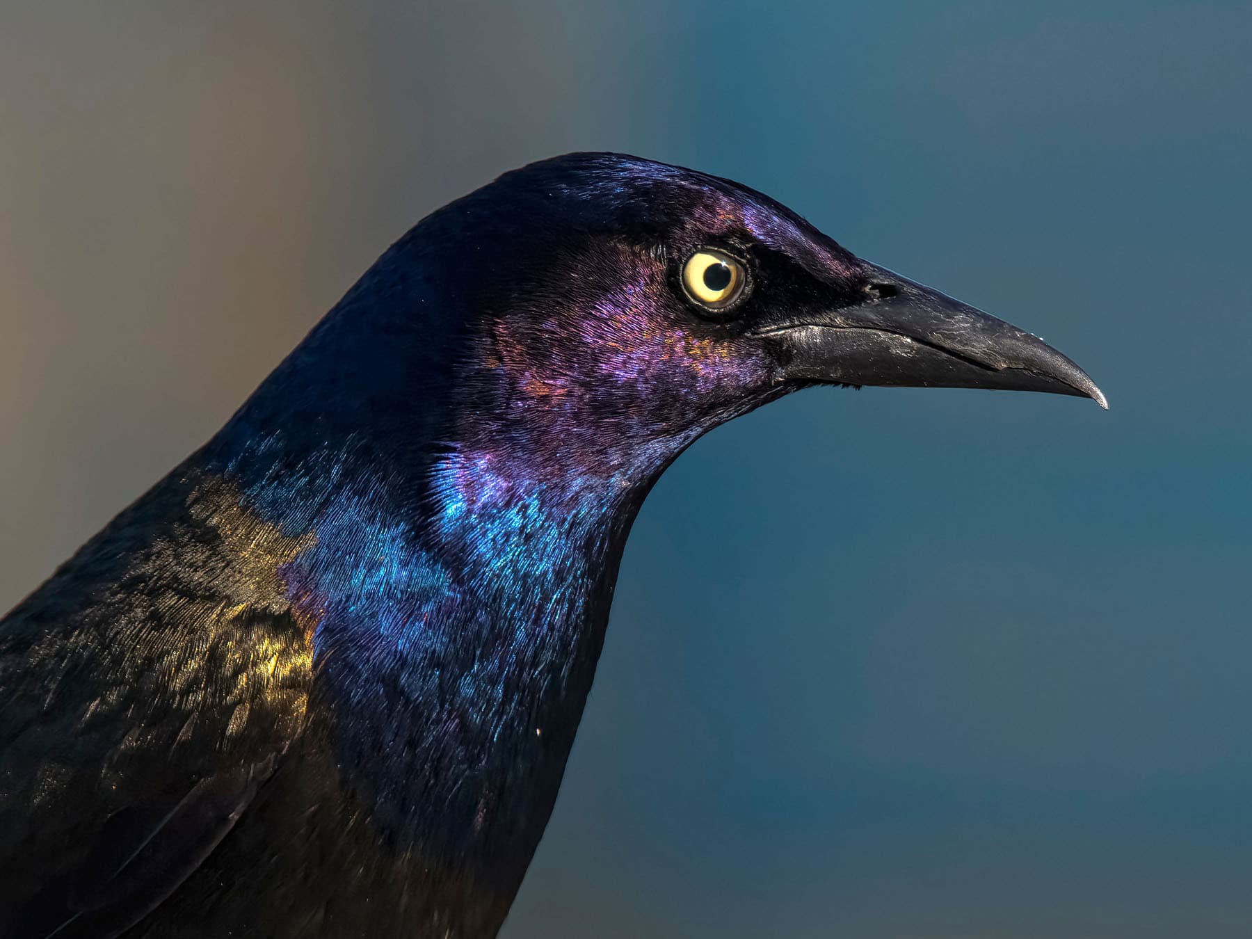 A Common Grackle's head: pale yellow eye, black bill and purple-blue gloss