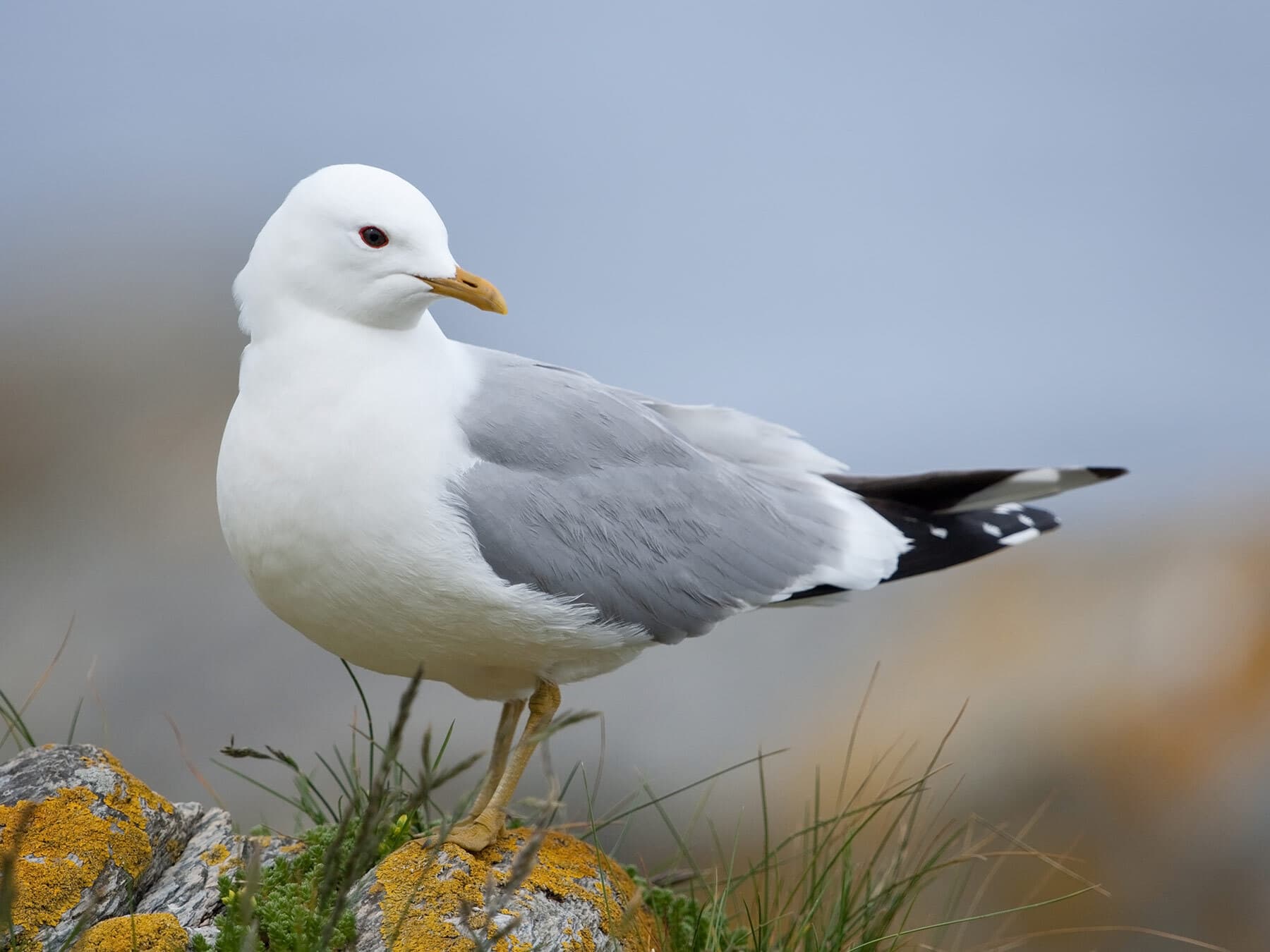 Common gull close up