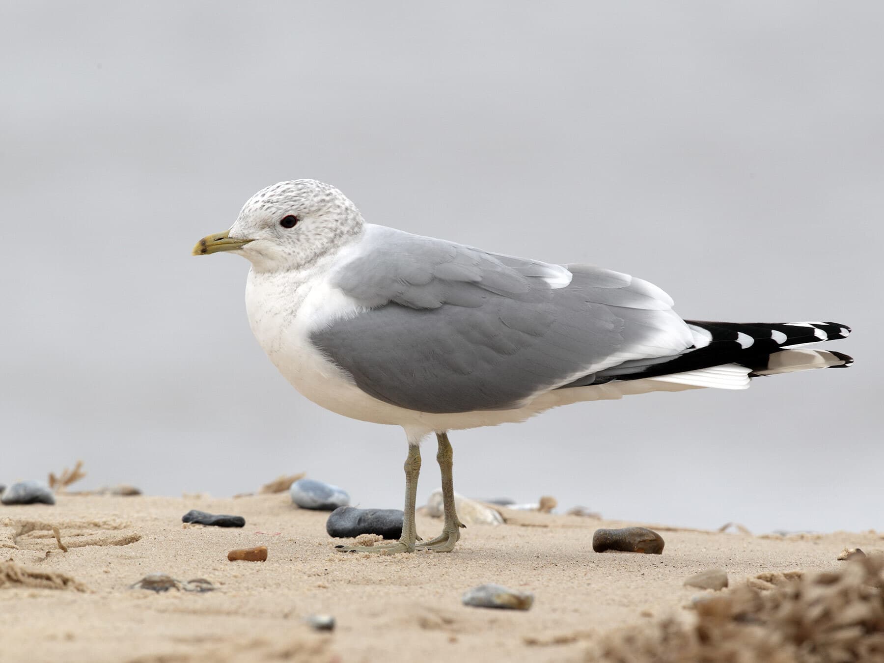 Common Gull in winter plumage