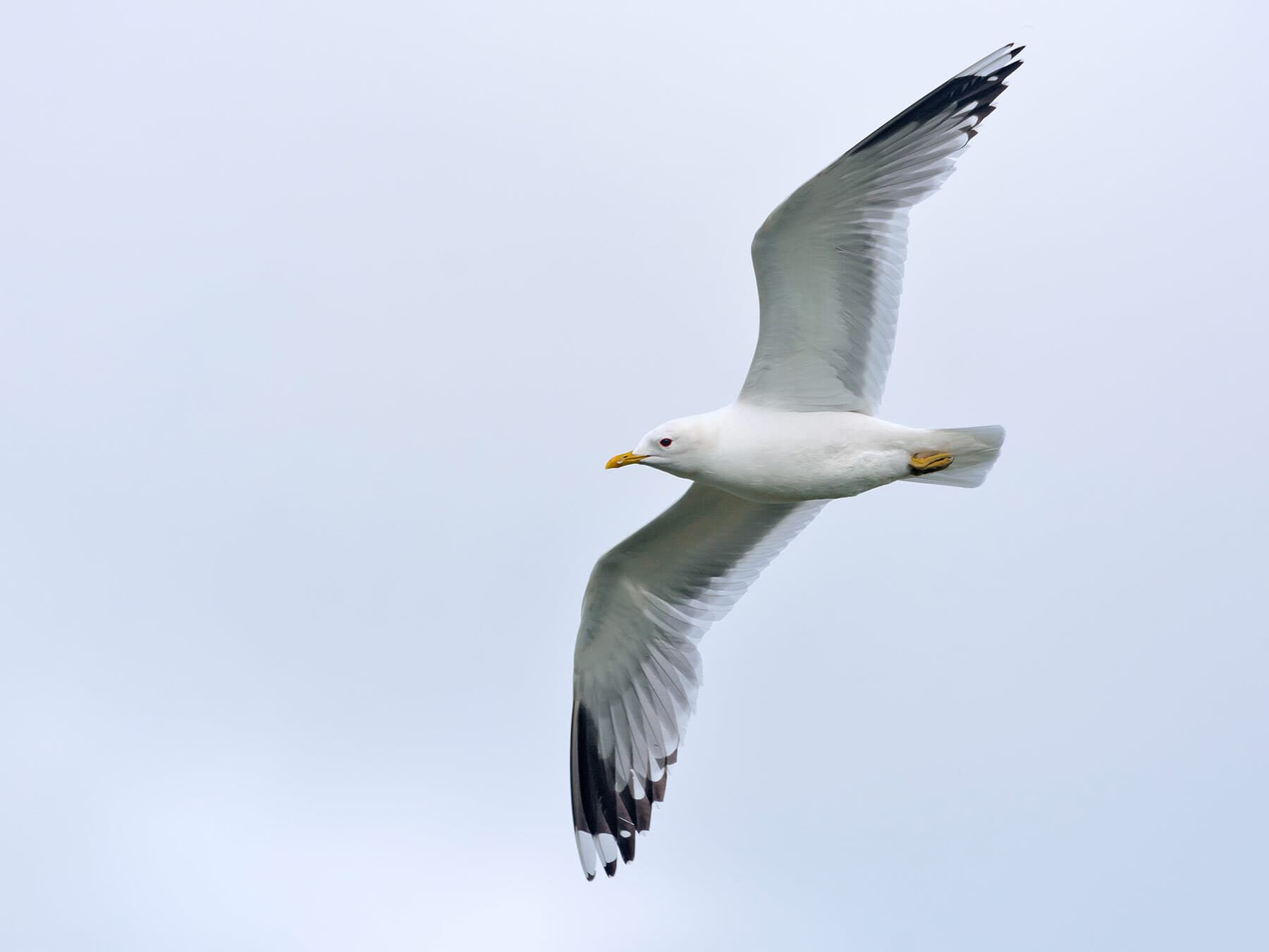 Common gull