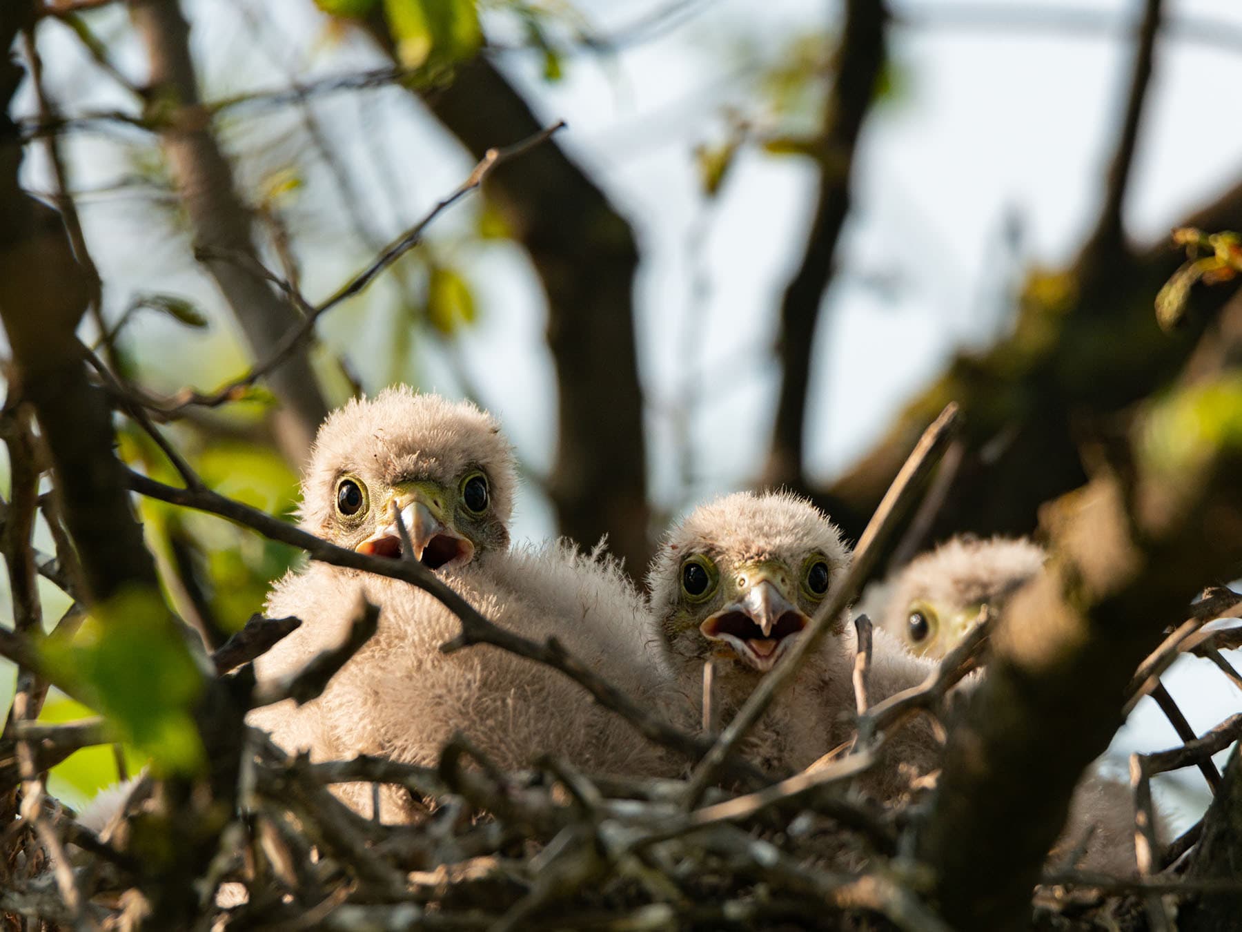 Common kestrel chicks