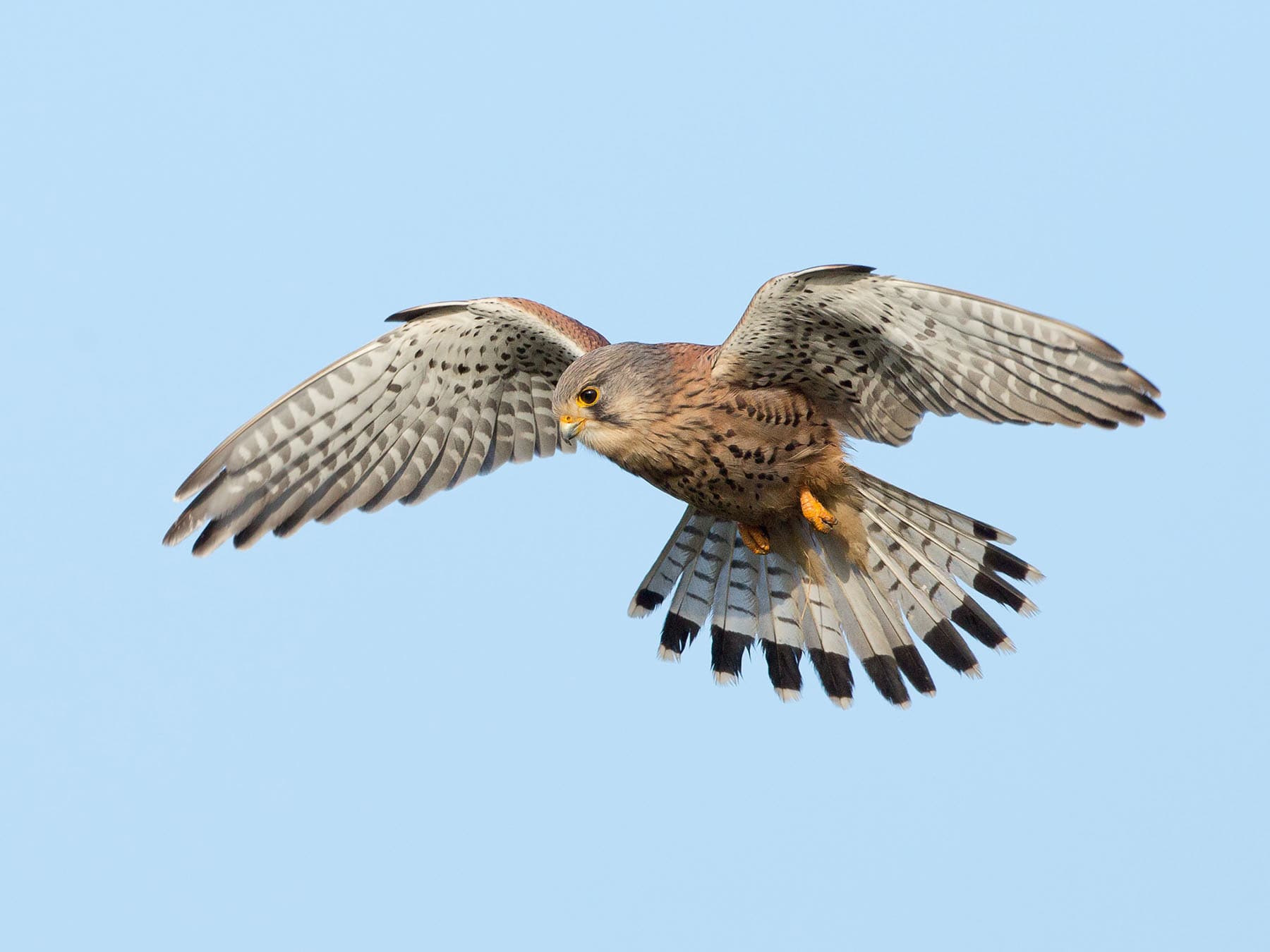 Common kestrel hover